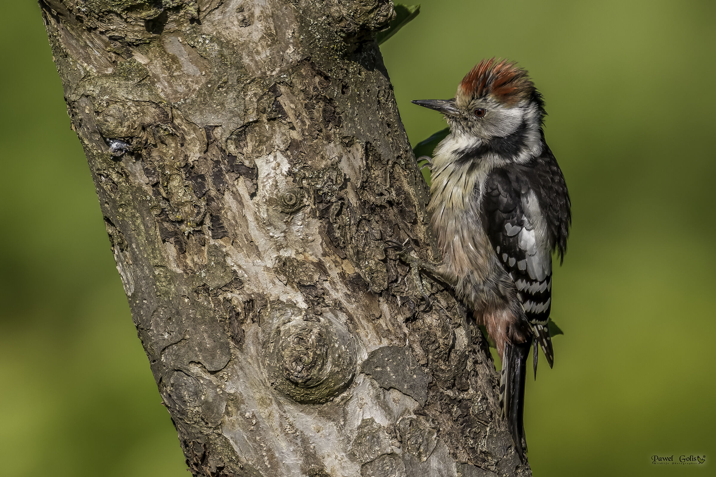 Picchio maculato medio (Dendrocopos medius)