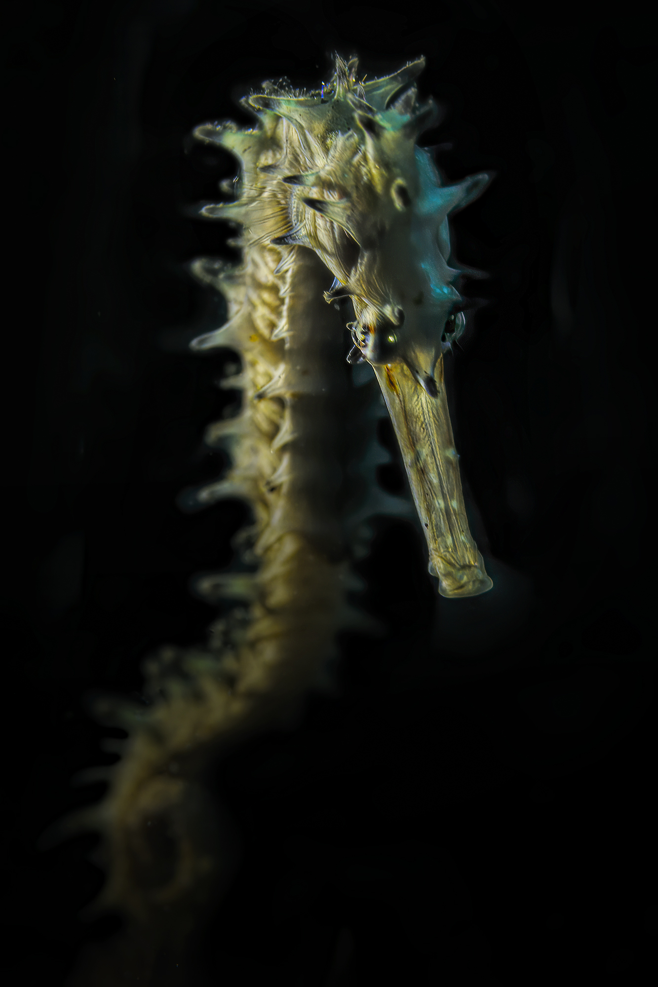 porcupine seahorse , hippocampus Hystryx ,