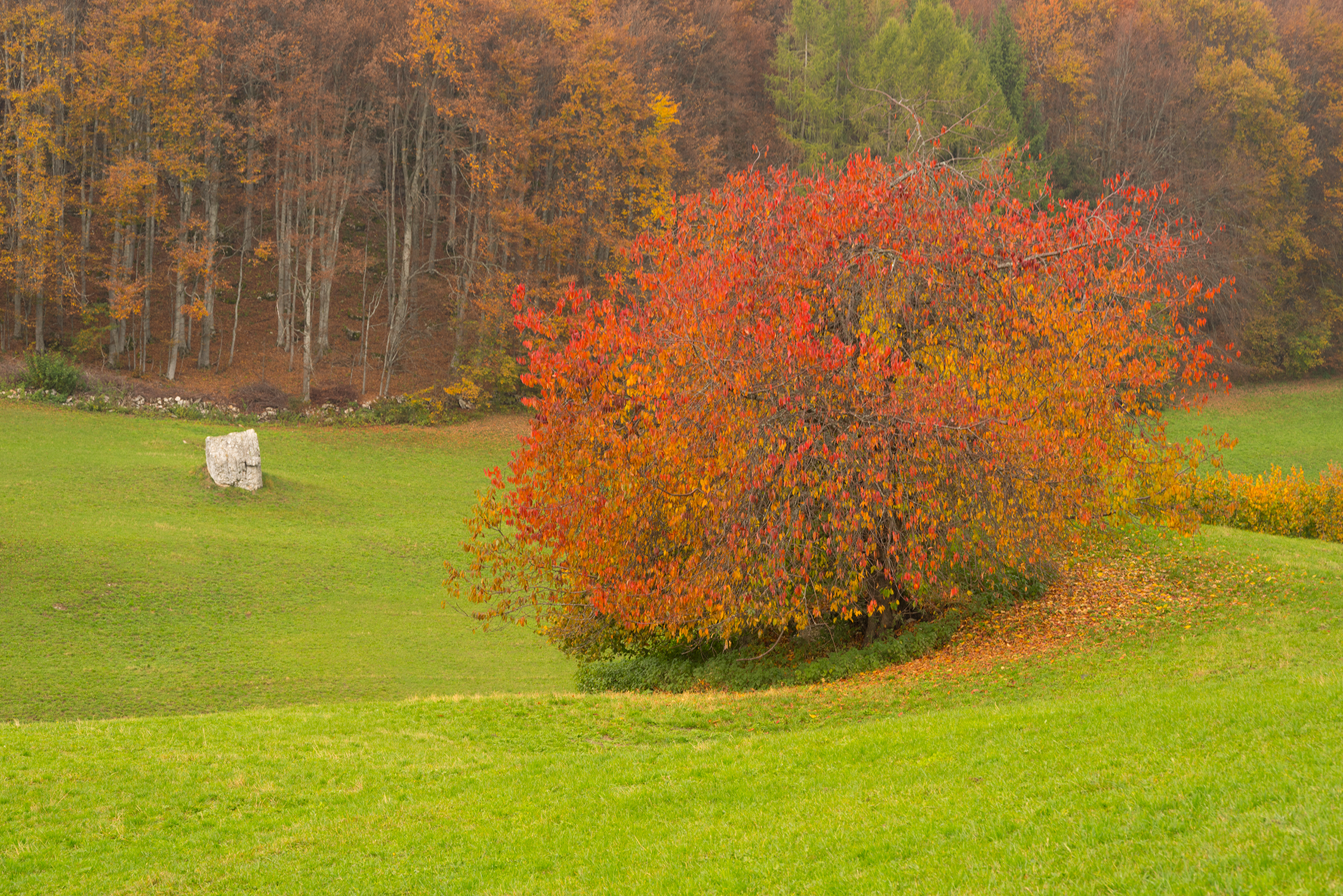 Autunno in primo piano