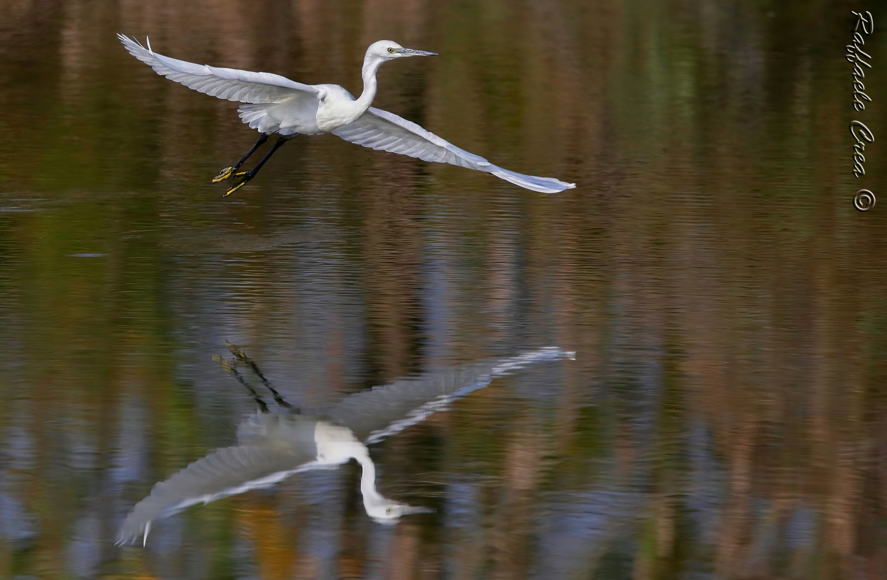 Egrets in The Pastel