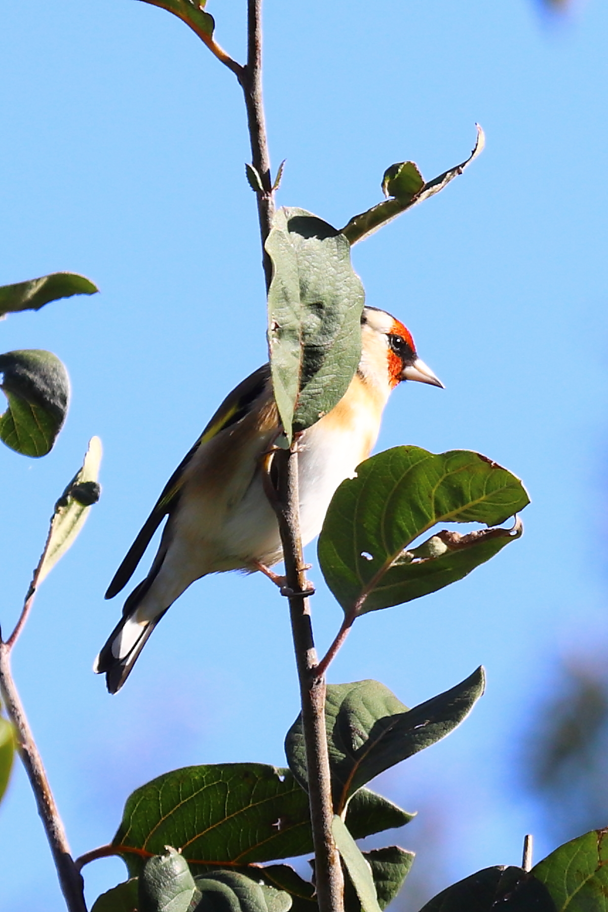 Cardellino(Carduelis carduelis)