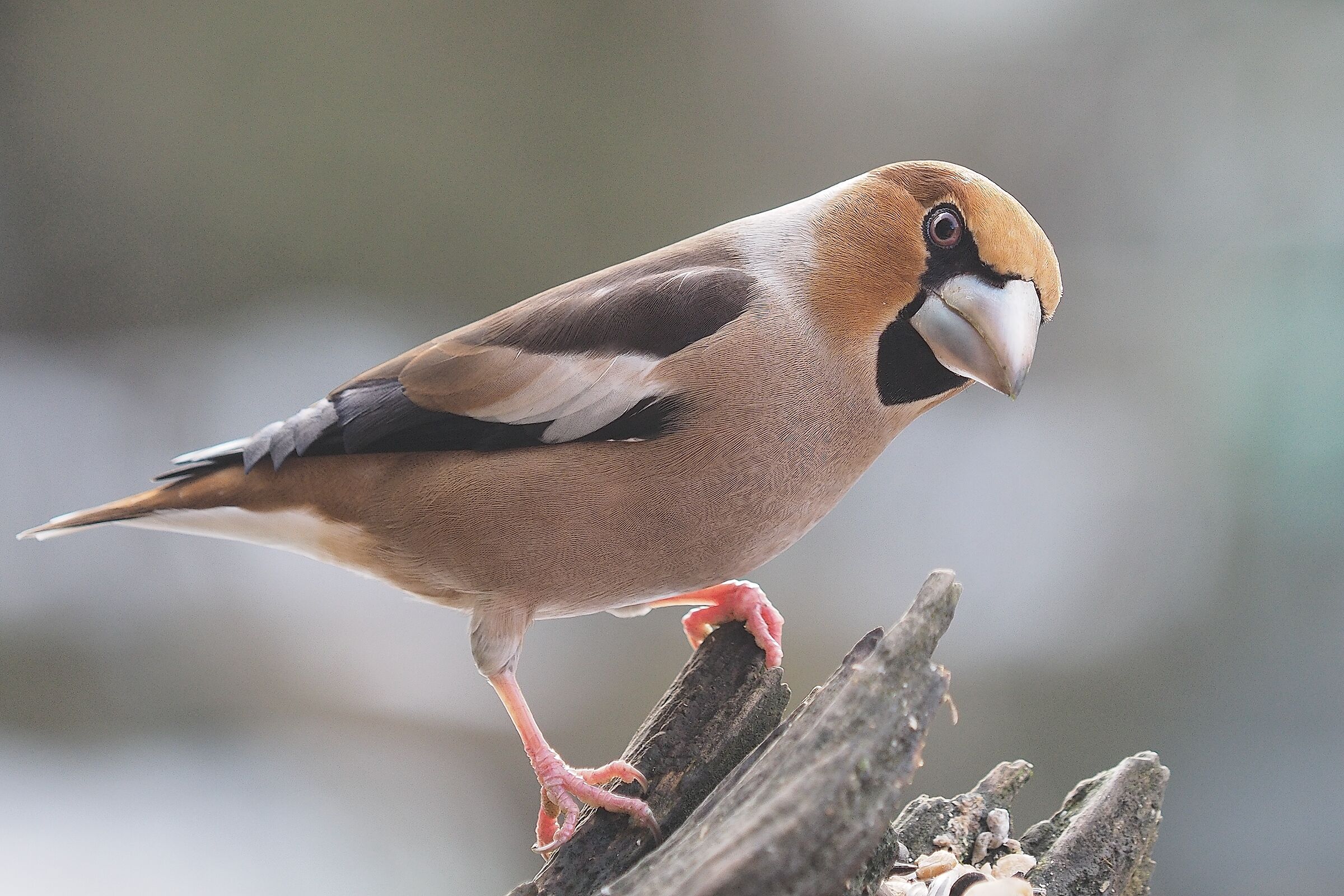 hawfinch