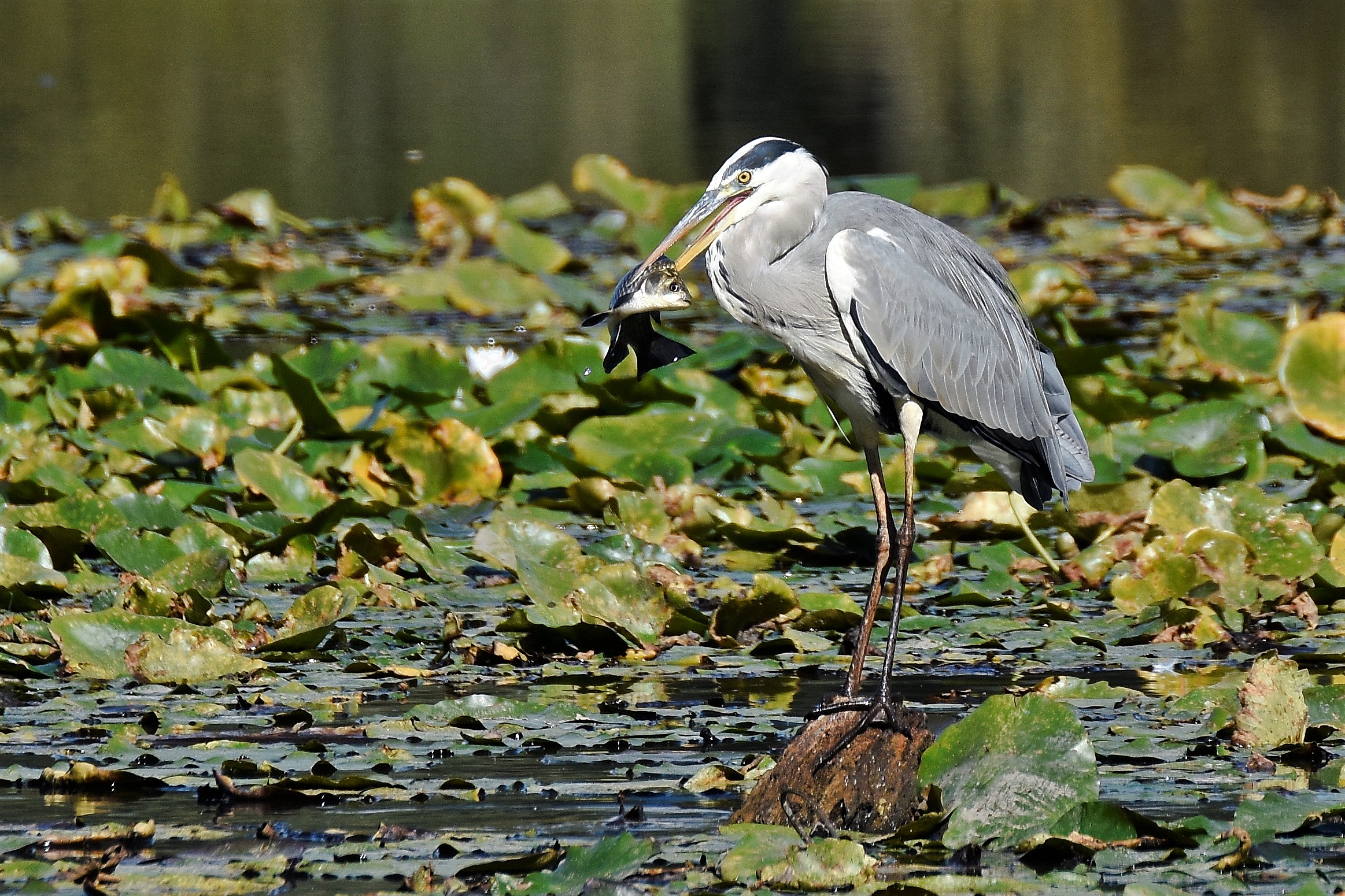 Ash heron with prey swamp Brabbia VA