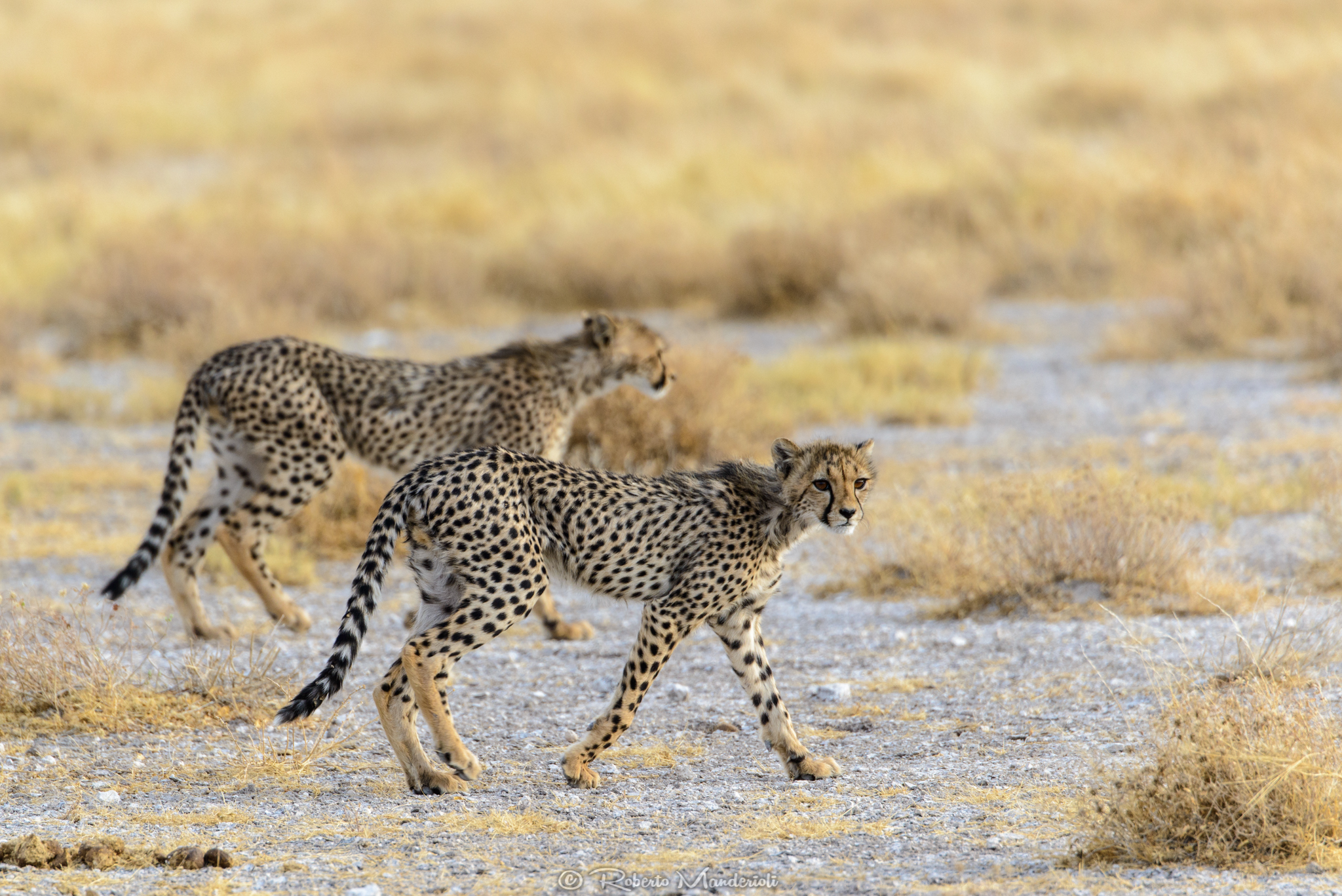 Etosha encounters