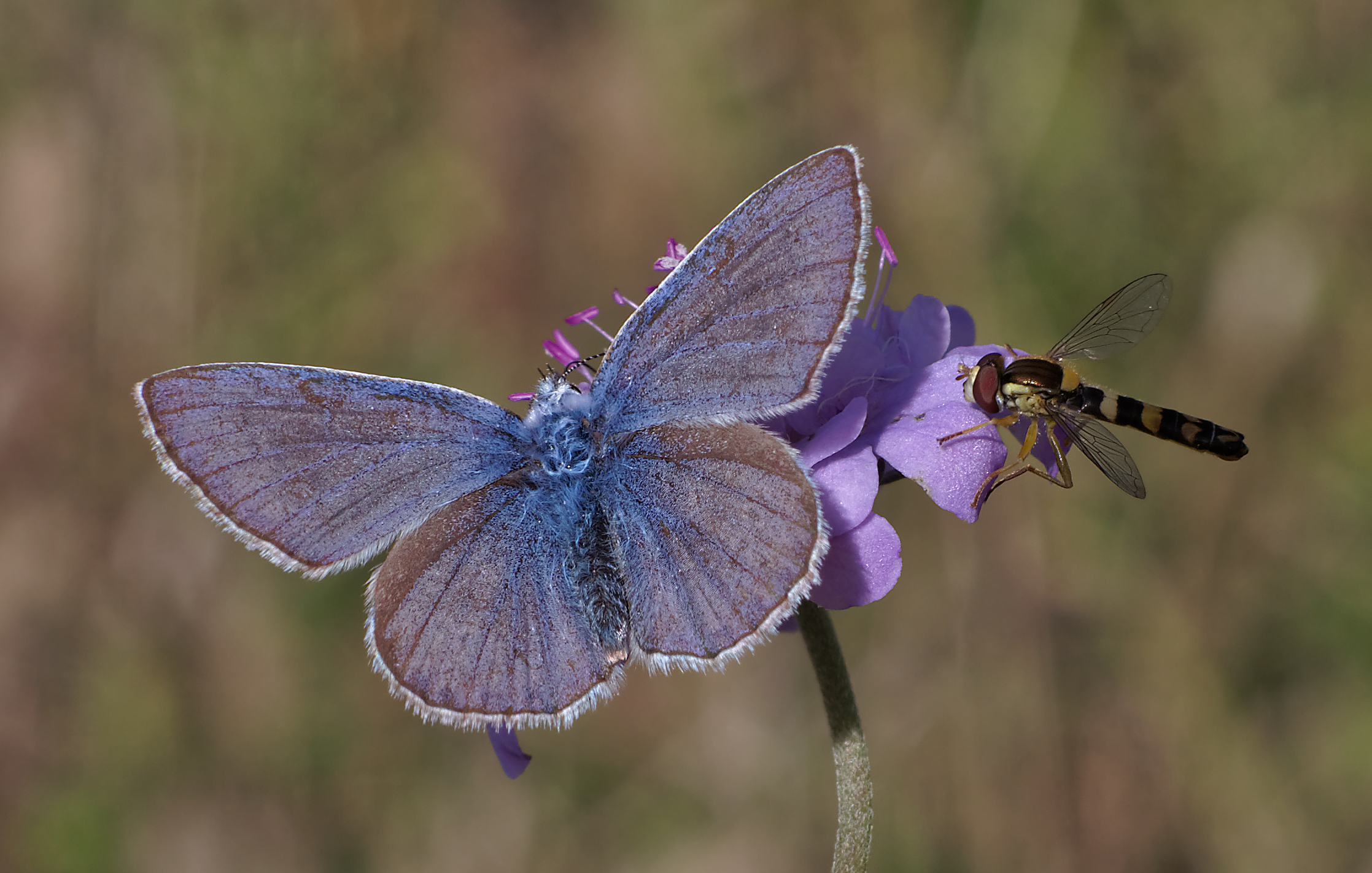 November Butterflies