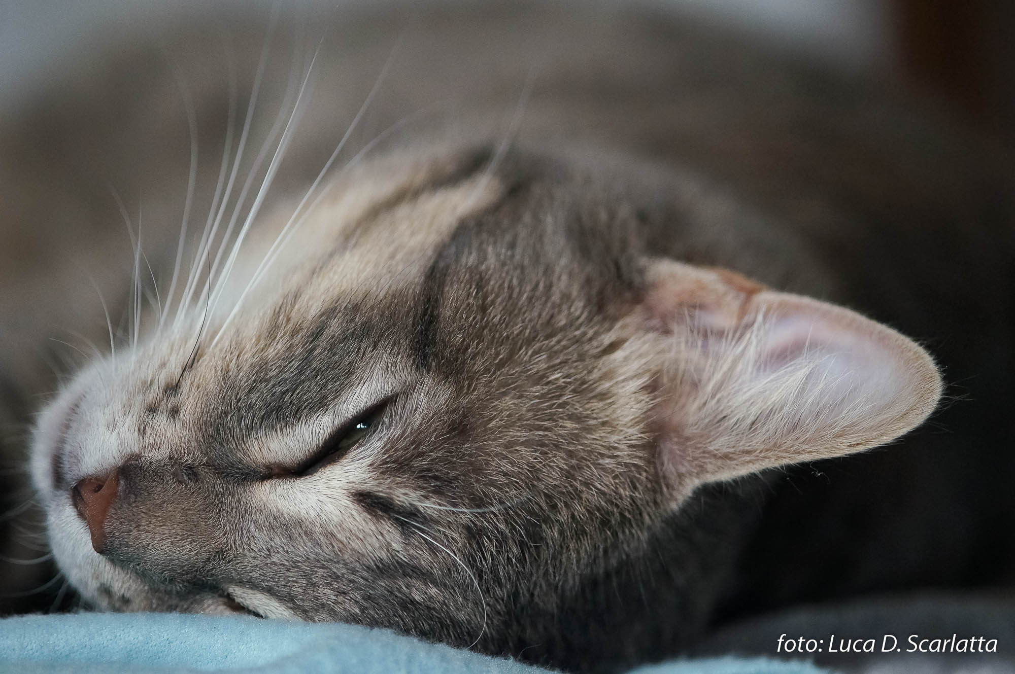 Sonnellino: Test Sigma 180 1,8 Apo Macro Manual Focus