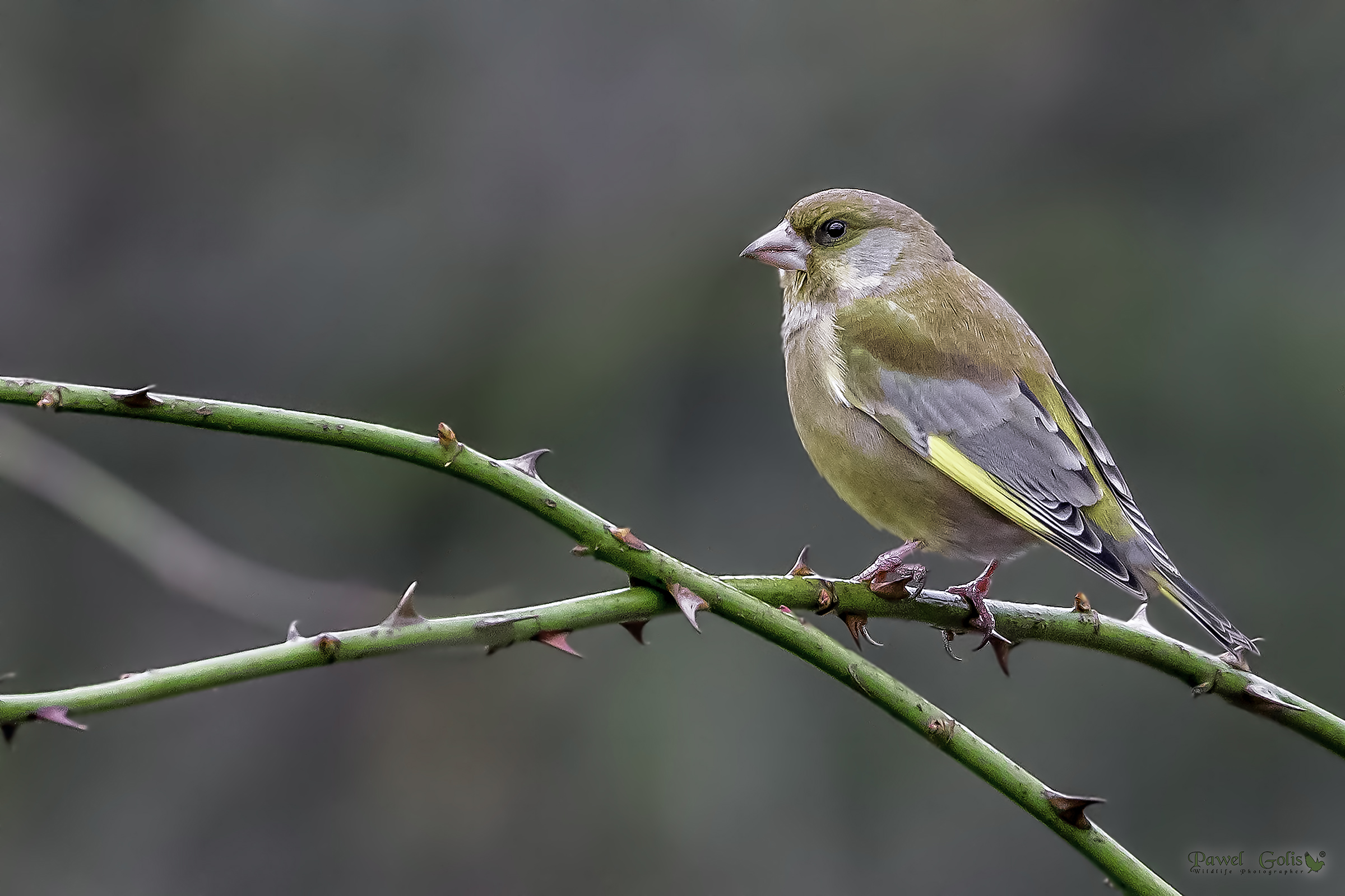 ??? di siskin eurasiatico (Spinus spinus)