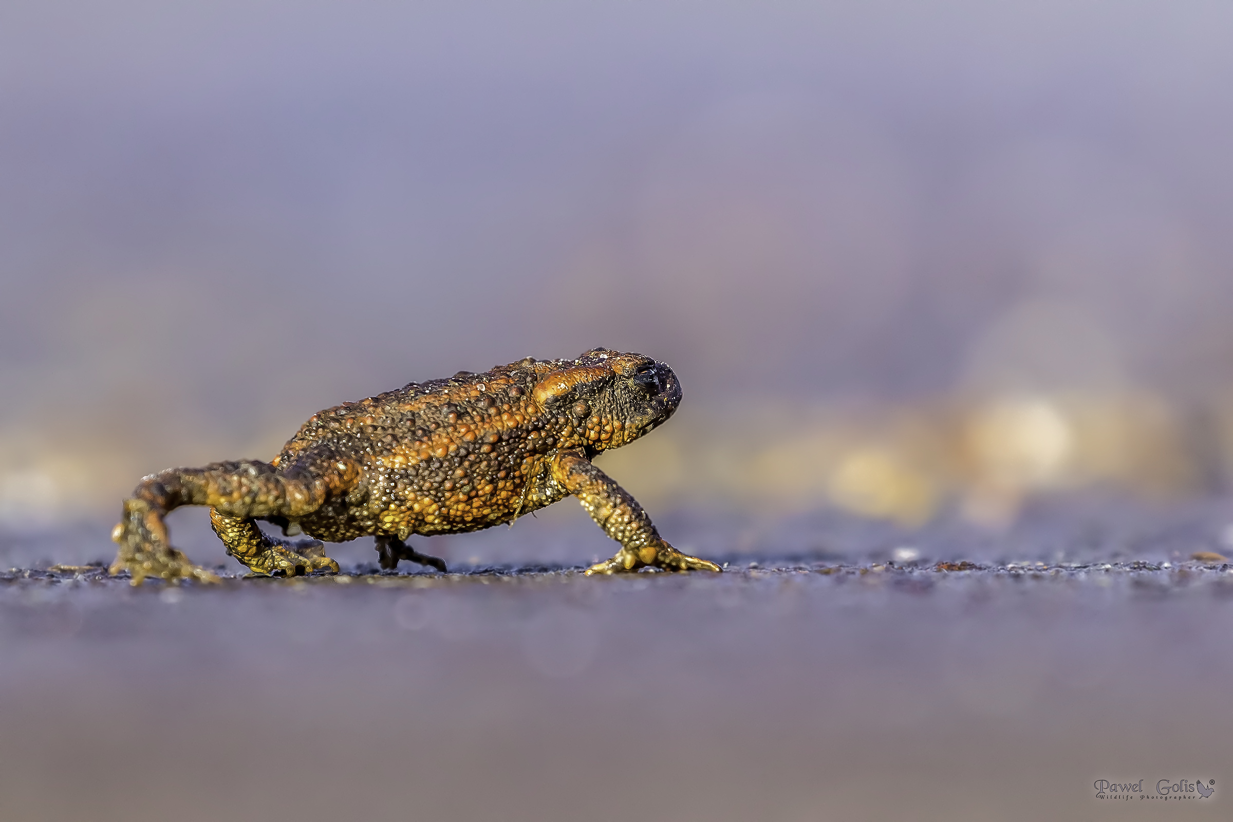 From a frog's perspective