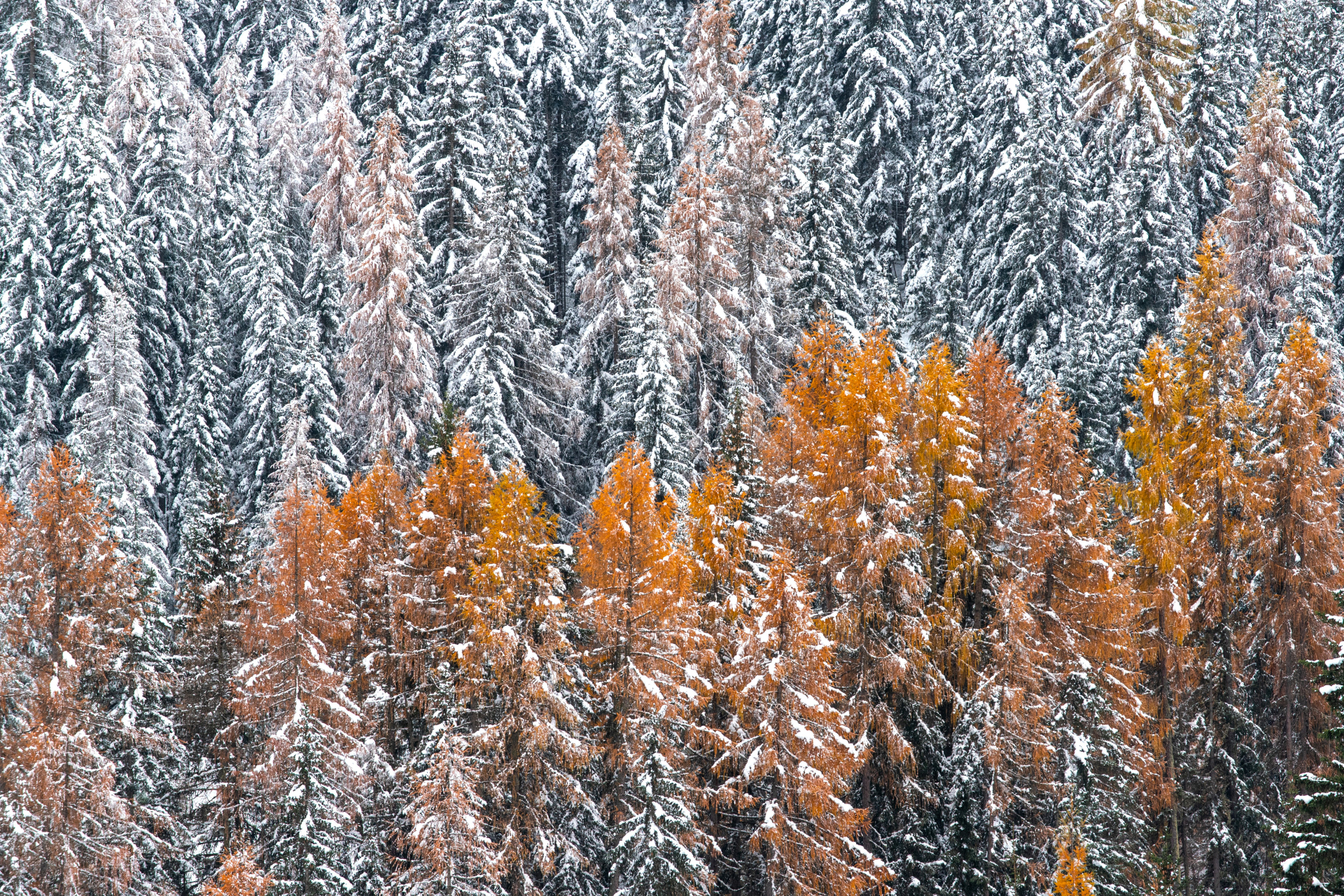 The colors of autumn
