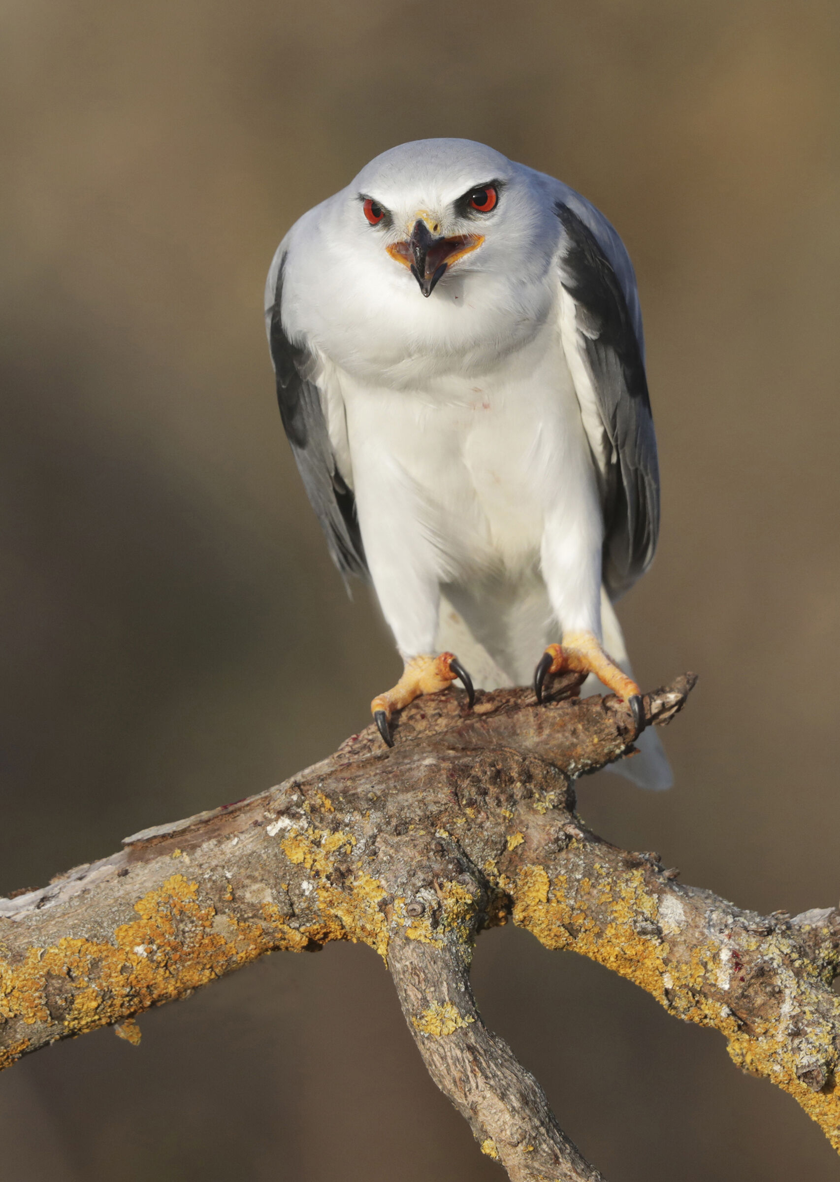 nibbio bianco d'autunno