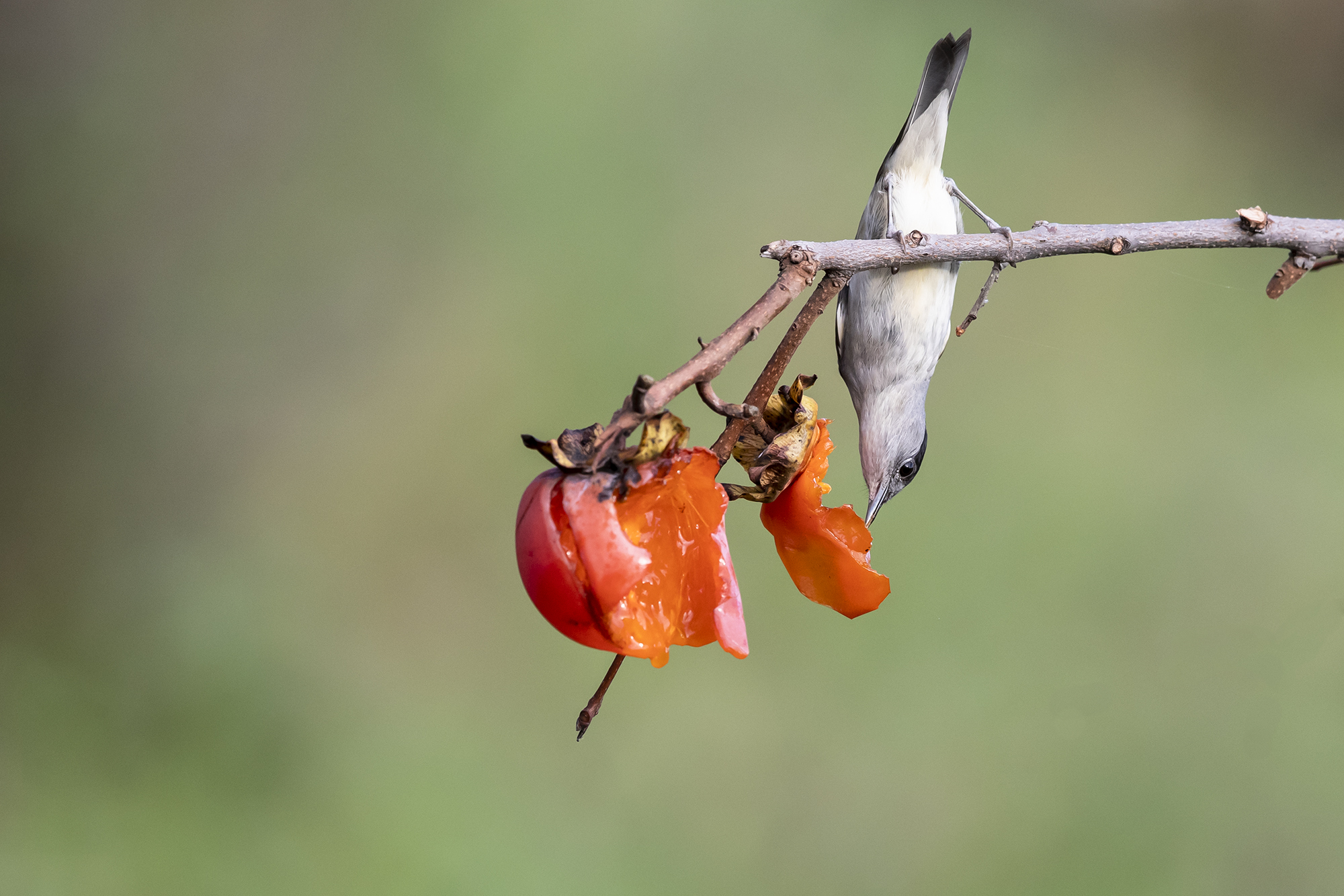 Cainera's acrobatics