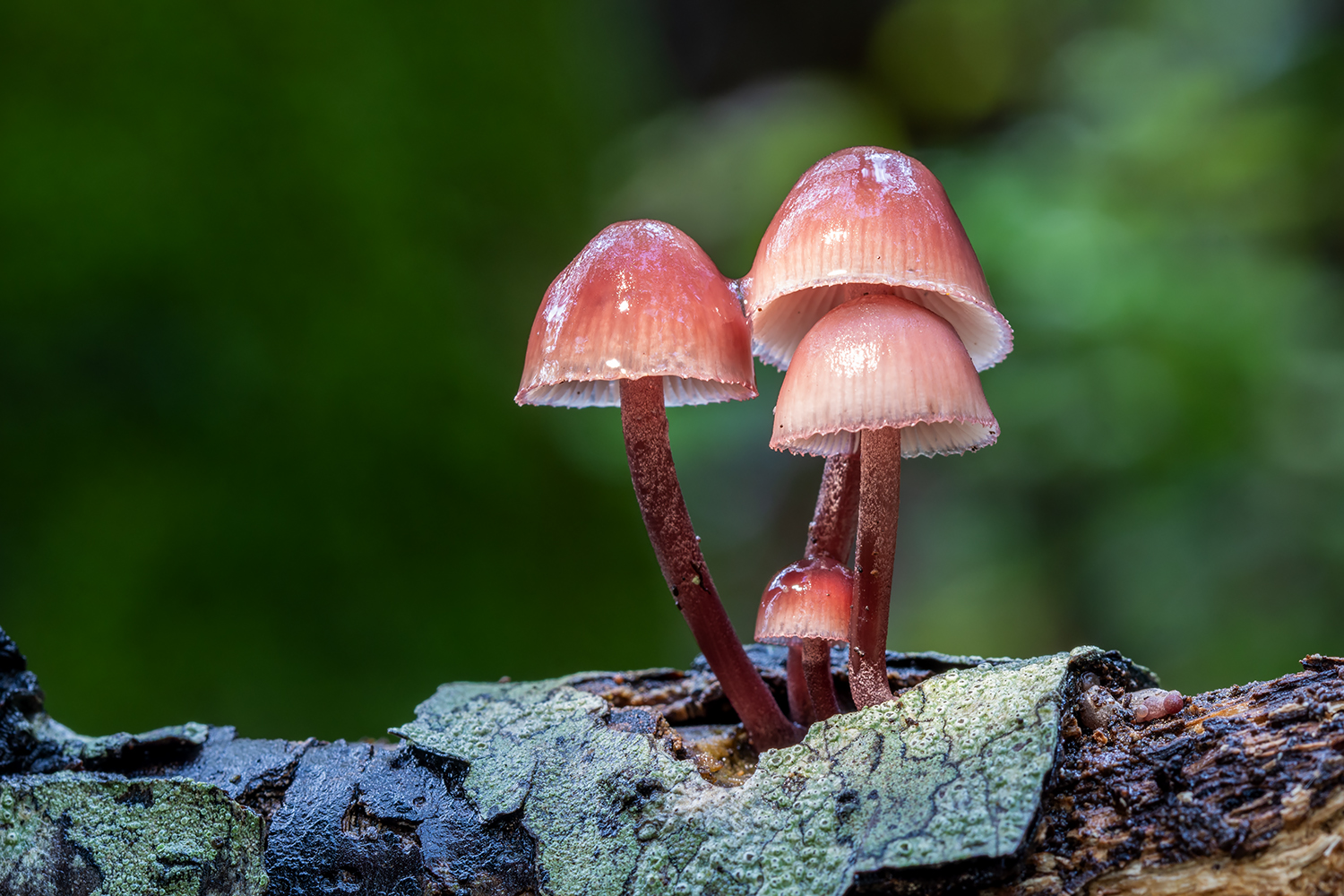 Mycena haematopus