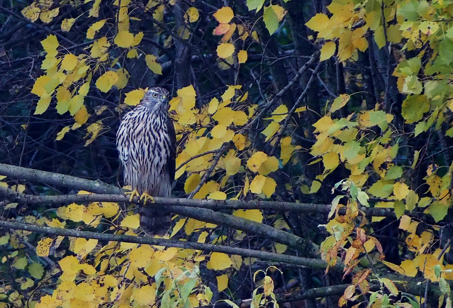 Four eyes is mei che one