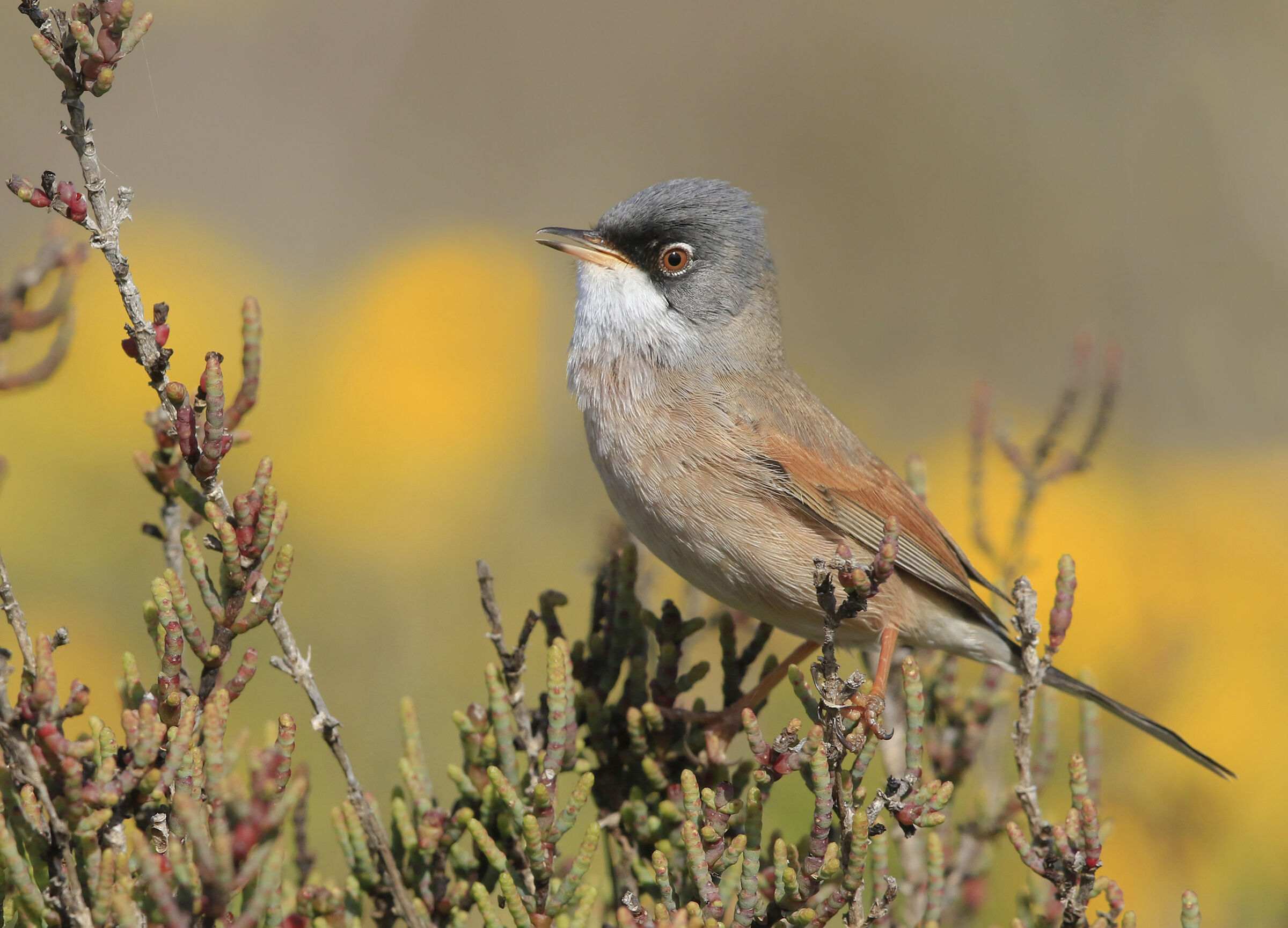 Sardinian sterpazzola