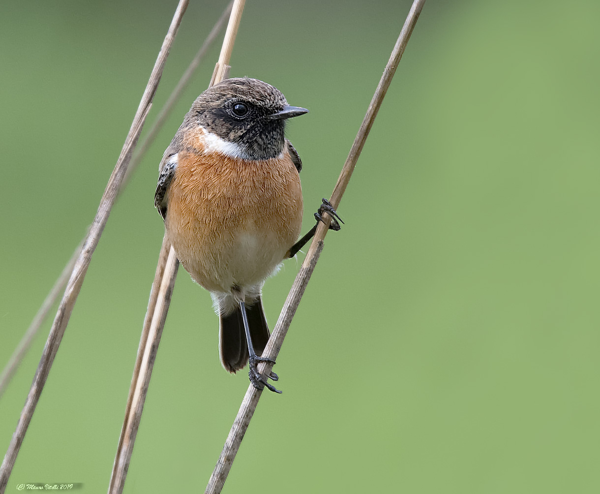 Male Saltimpalo (Saxicola torquatus)