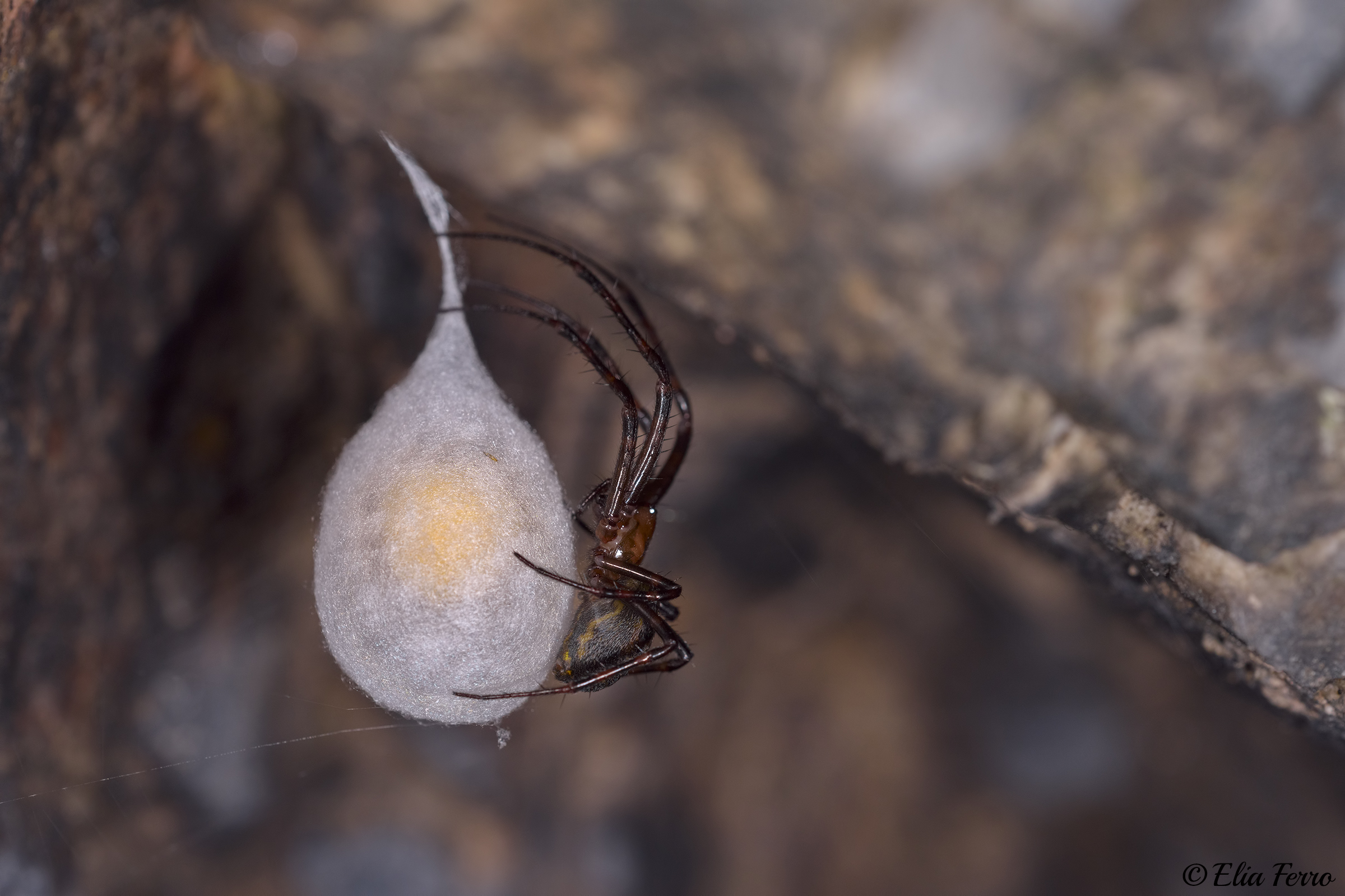 Meta menardi with ovisacco