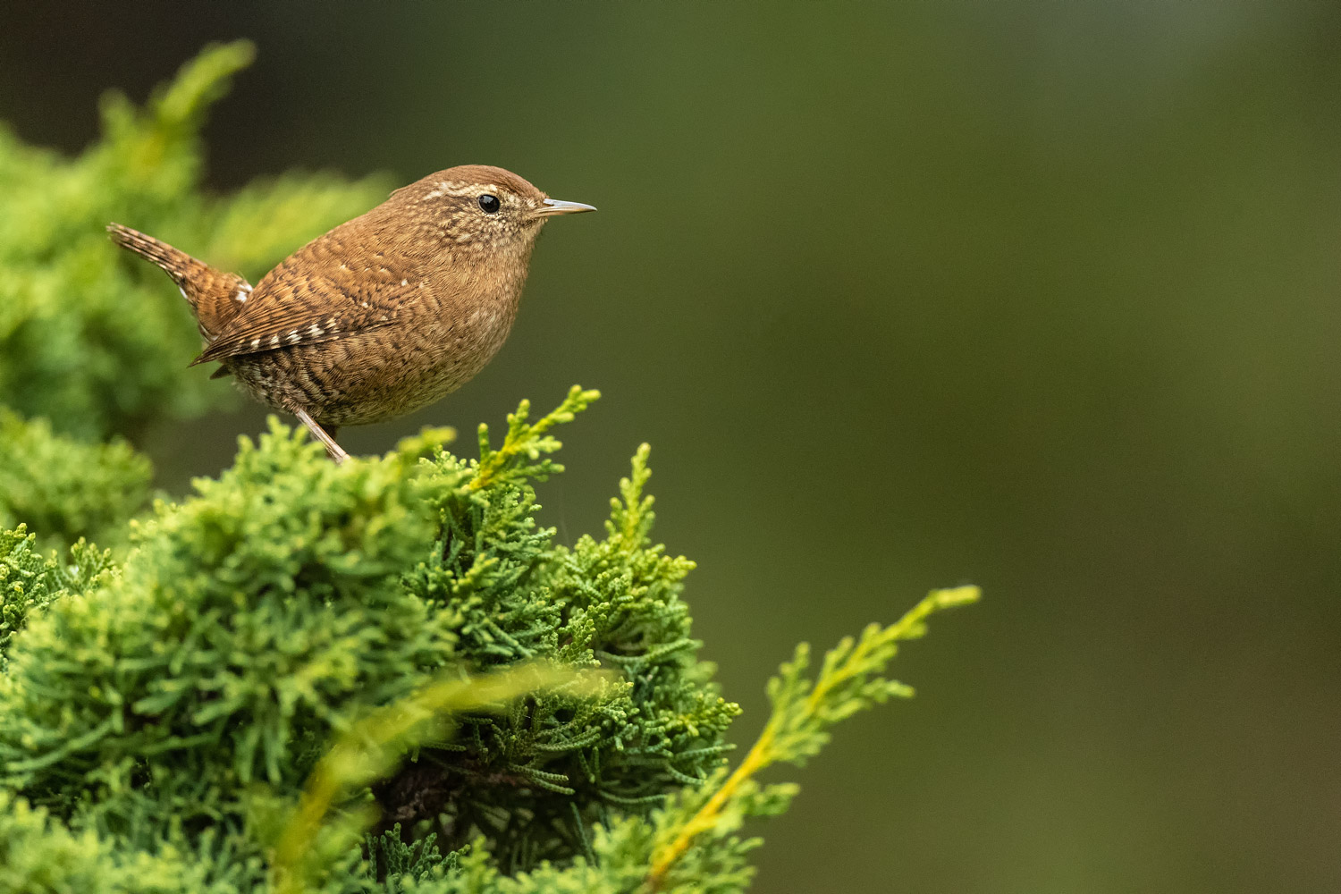 Wren