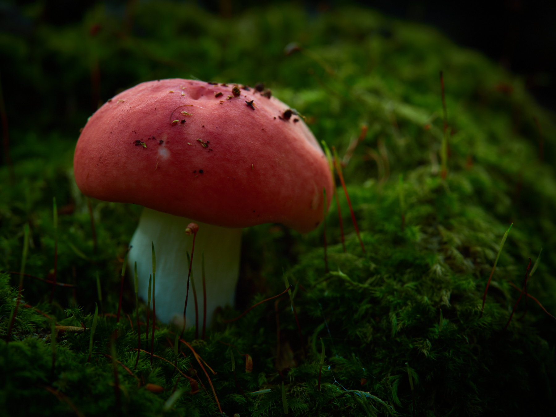 Russula emetica