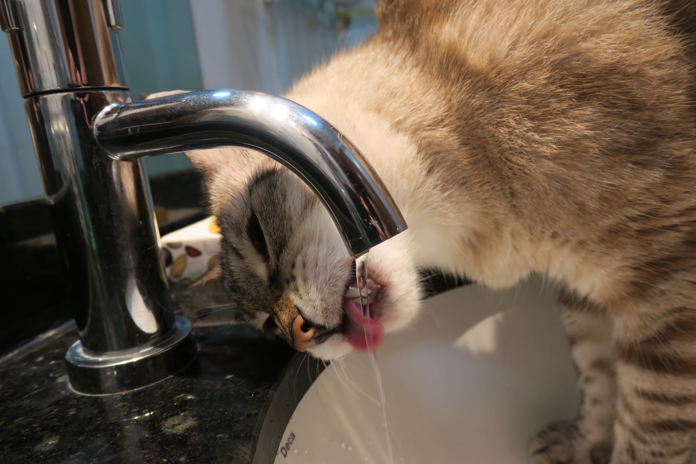 Thirsty tiger