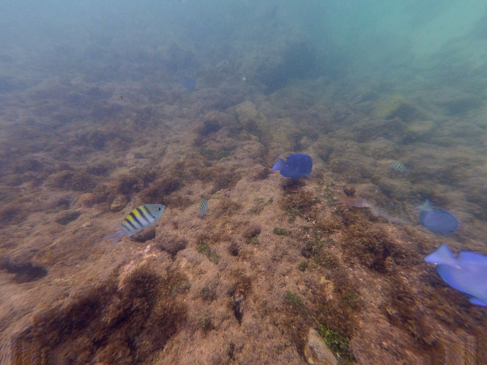 Underwater Life at Picaozinho reserve