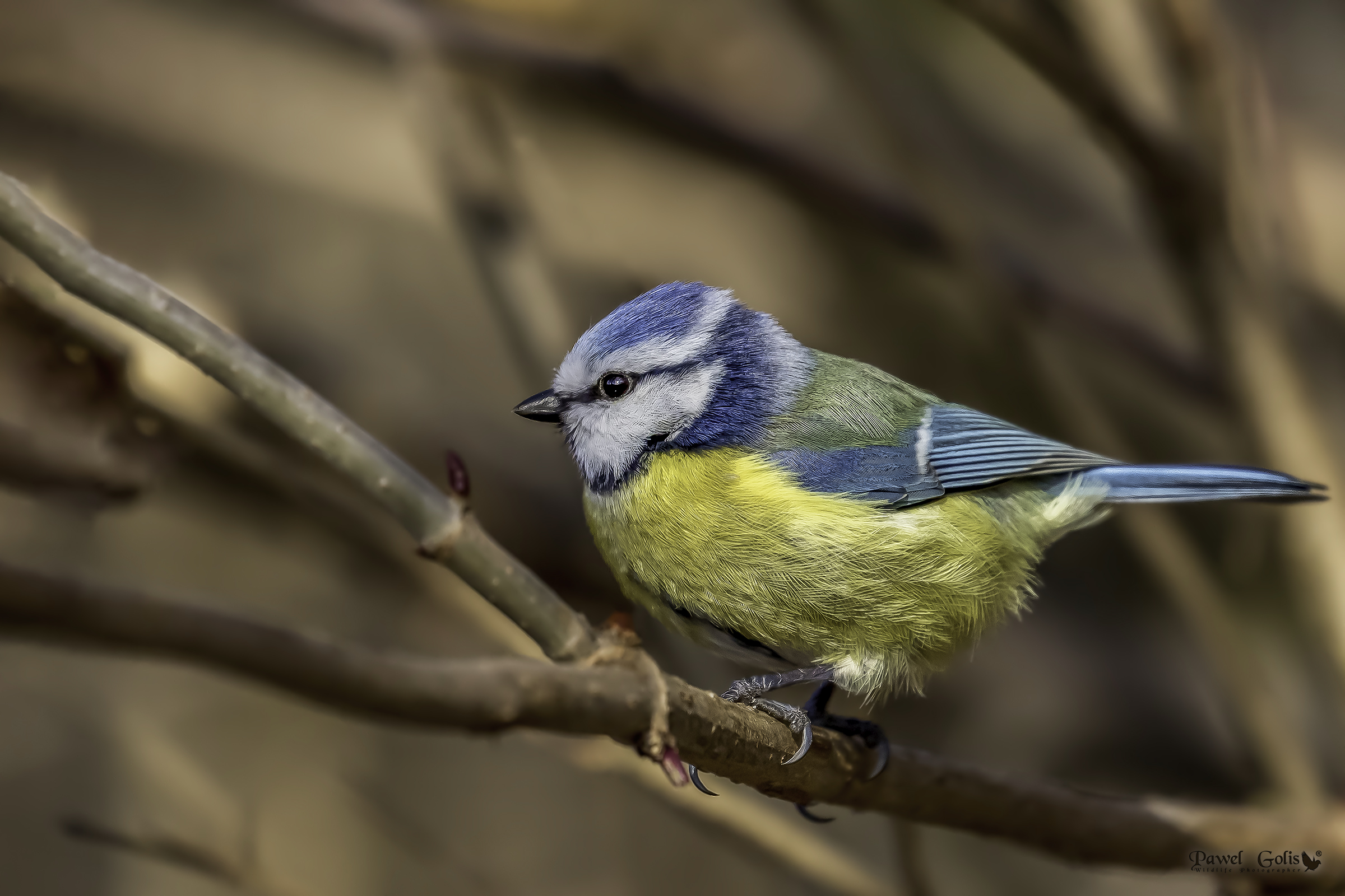 Tit blu eurasiatico (Cianistes caeruleus)