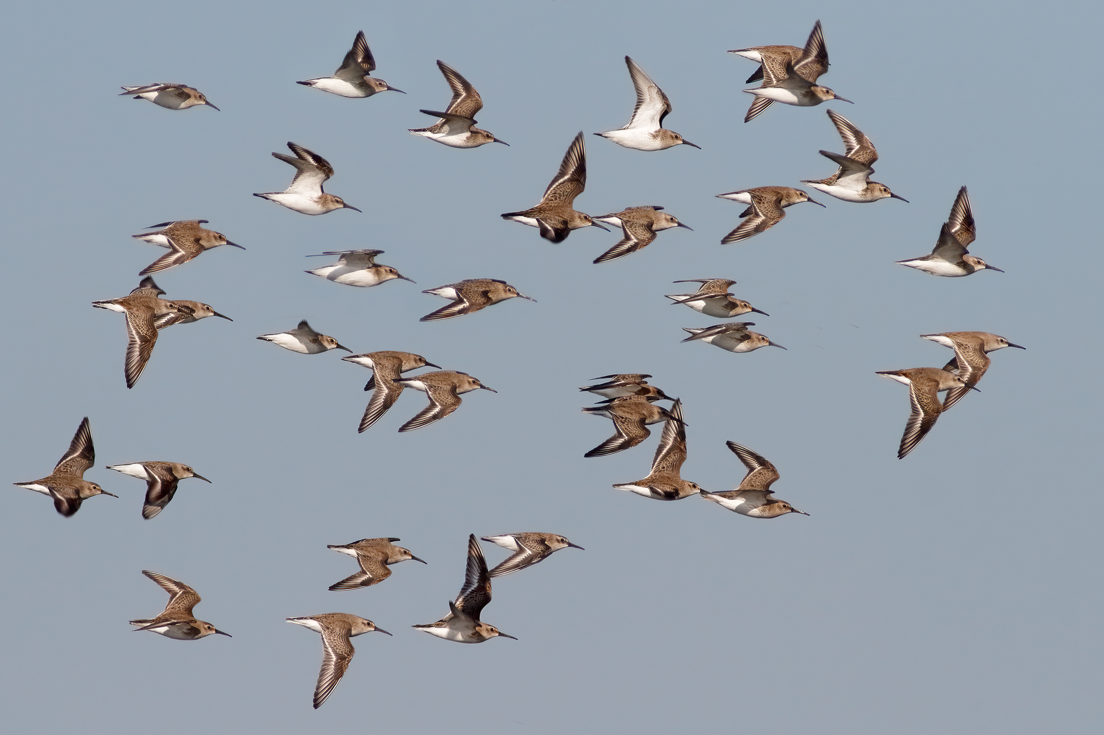 Black-bellied Piovanelli
