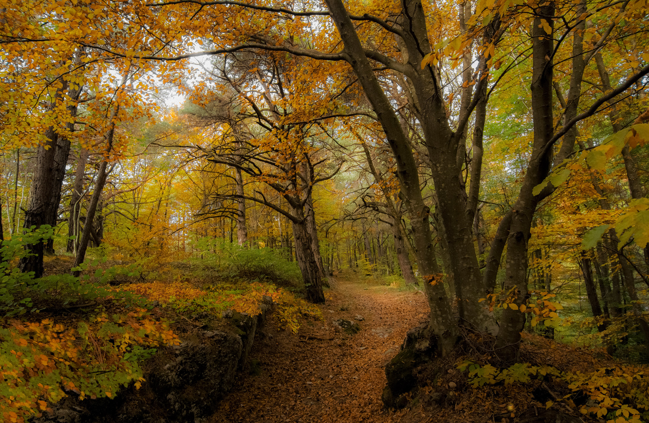 Take it easy.... the forest rests