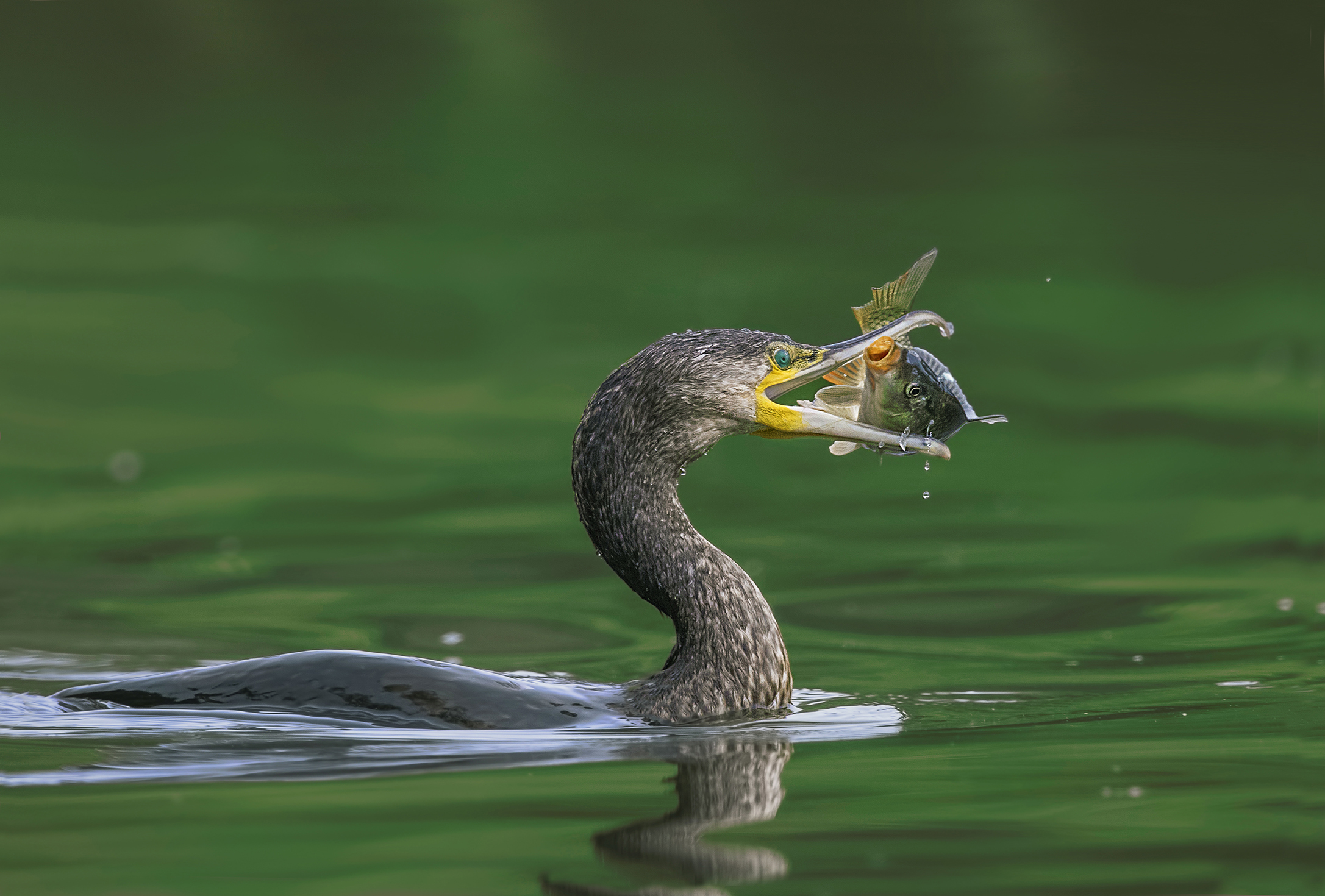 cormorant with prey