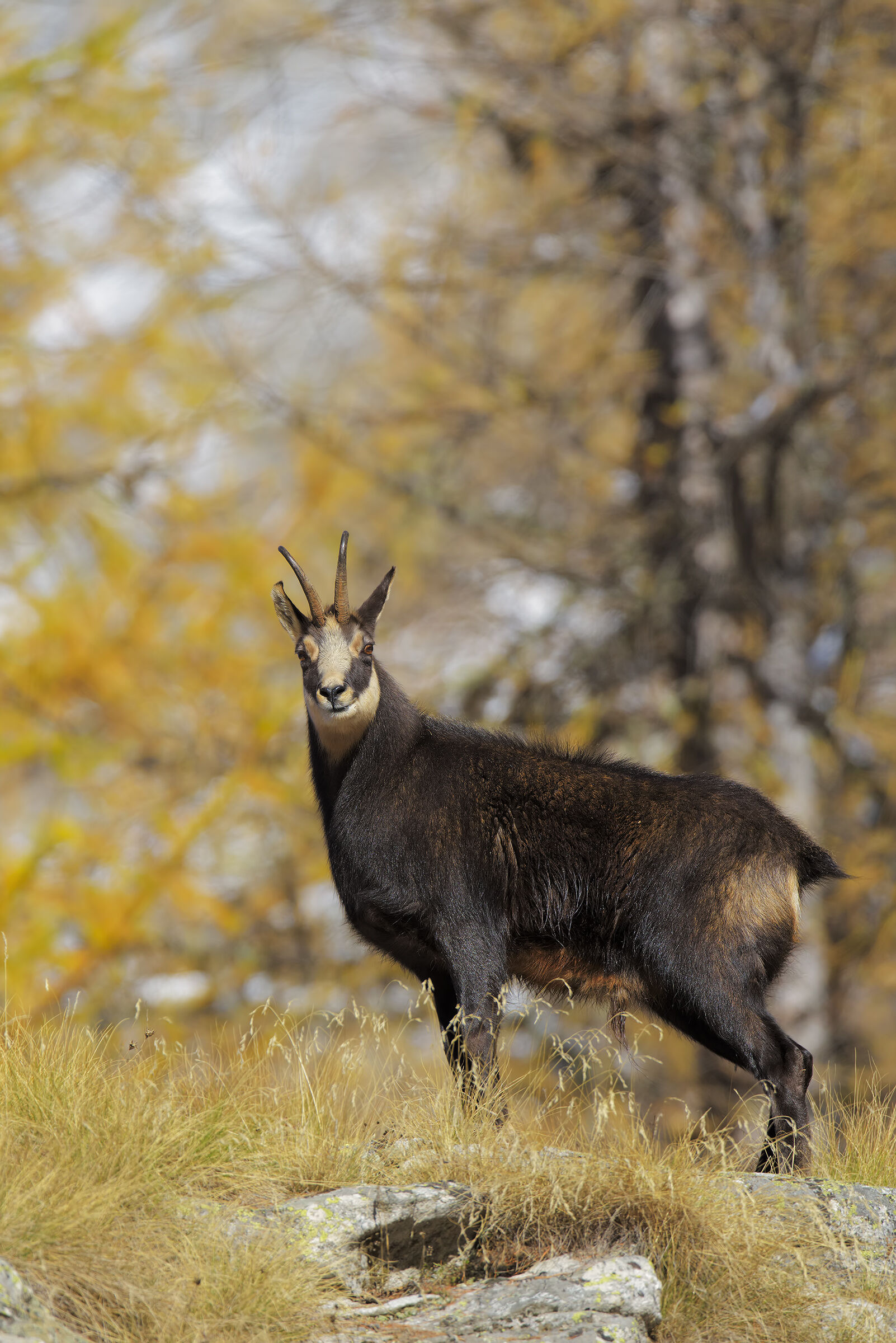 L'Autunno di Amilcare