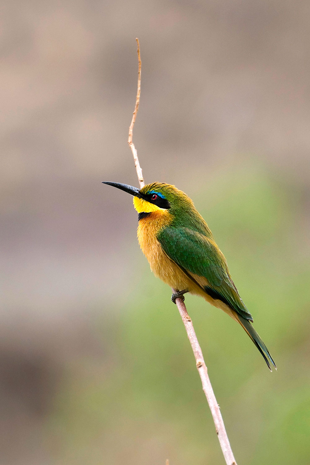 gruccione pettocannella