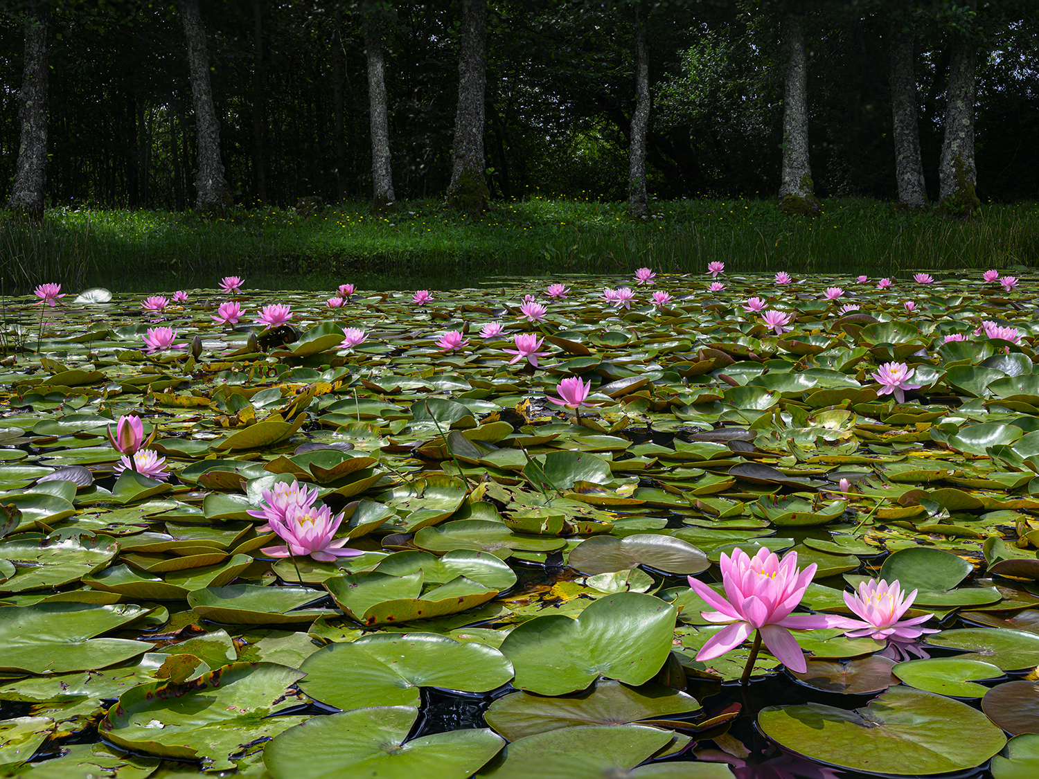 The water lily pond