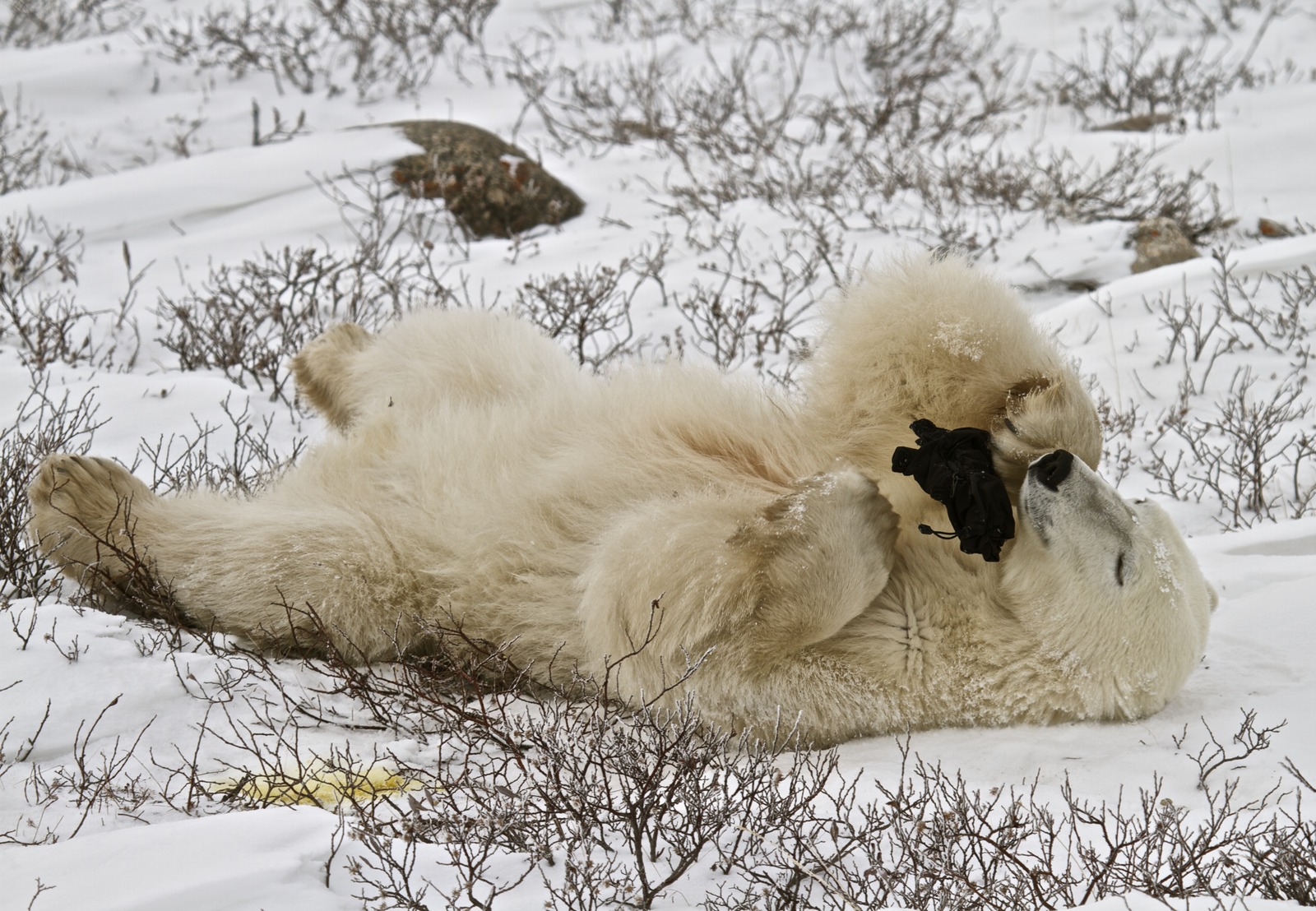 Polar bears playing...