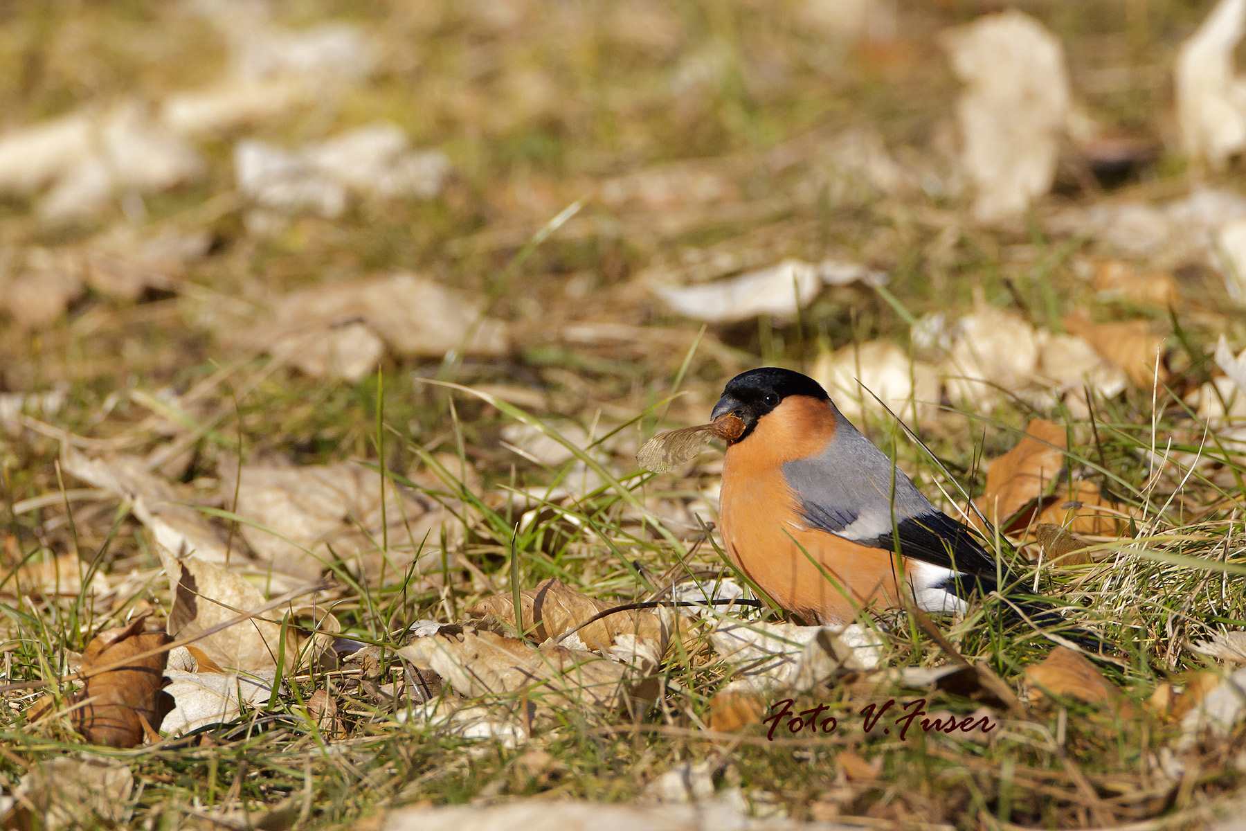 Bullfinch