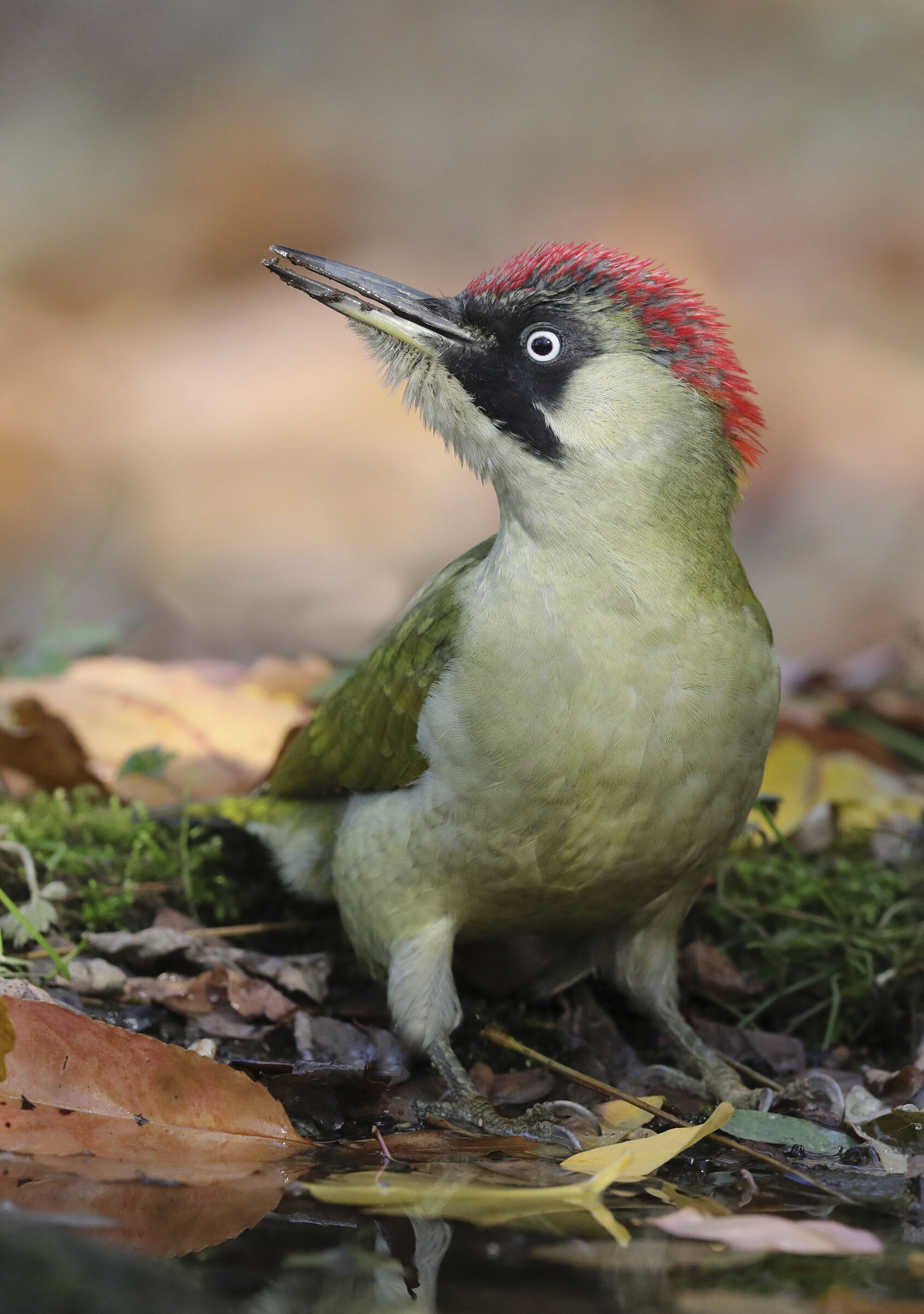 the autumn of the green woodpecker