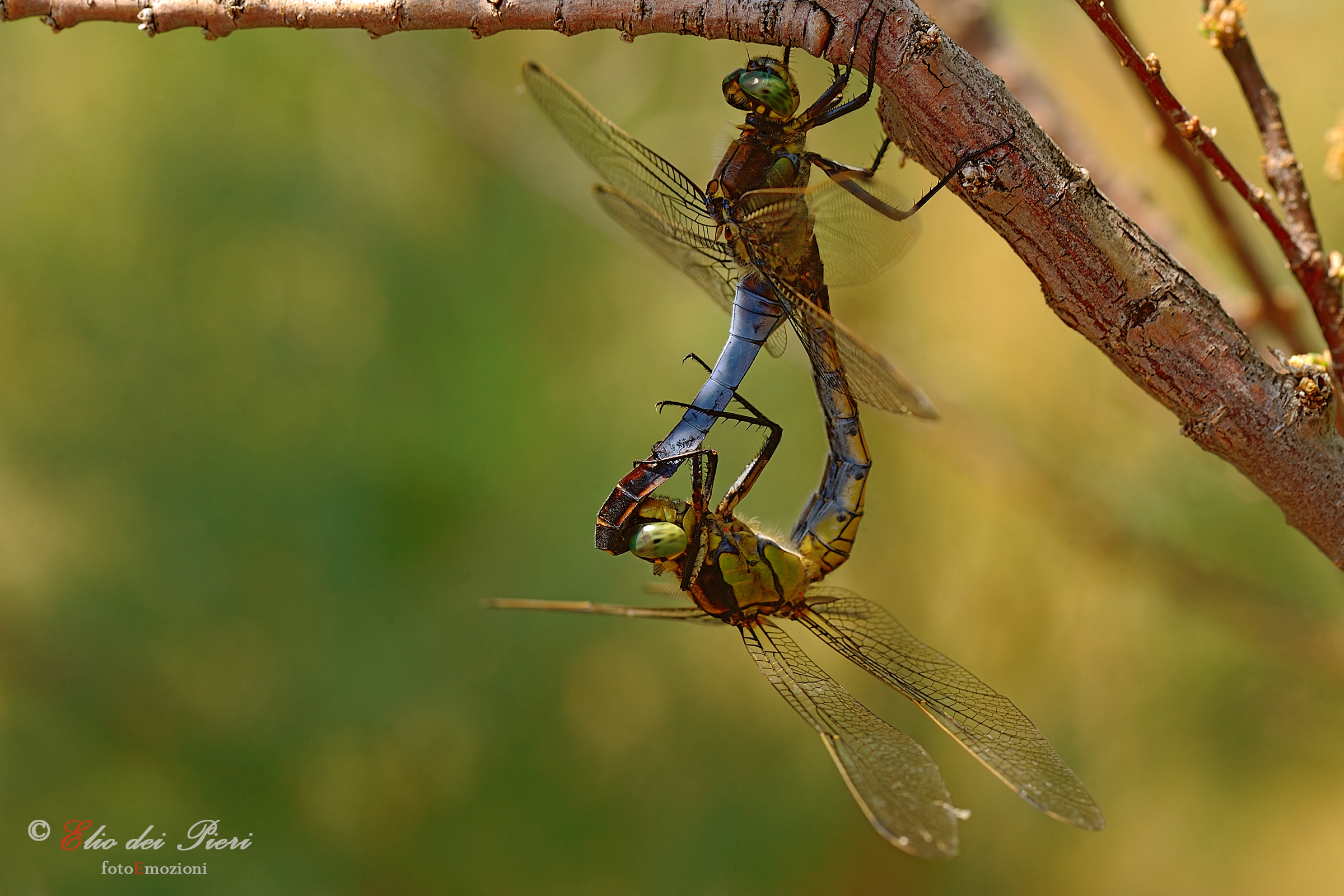 Orthetrum coerulescens