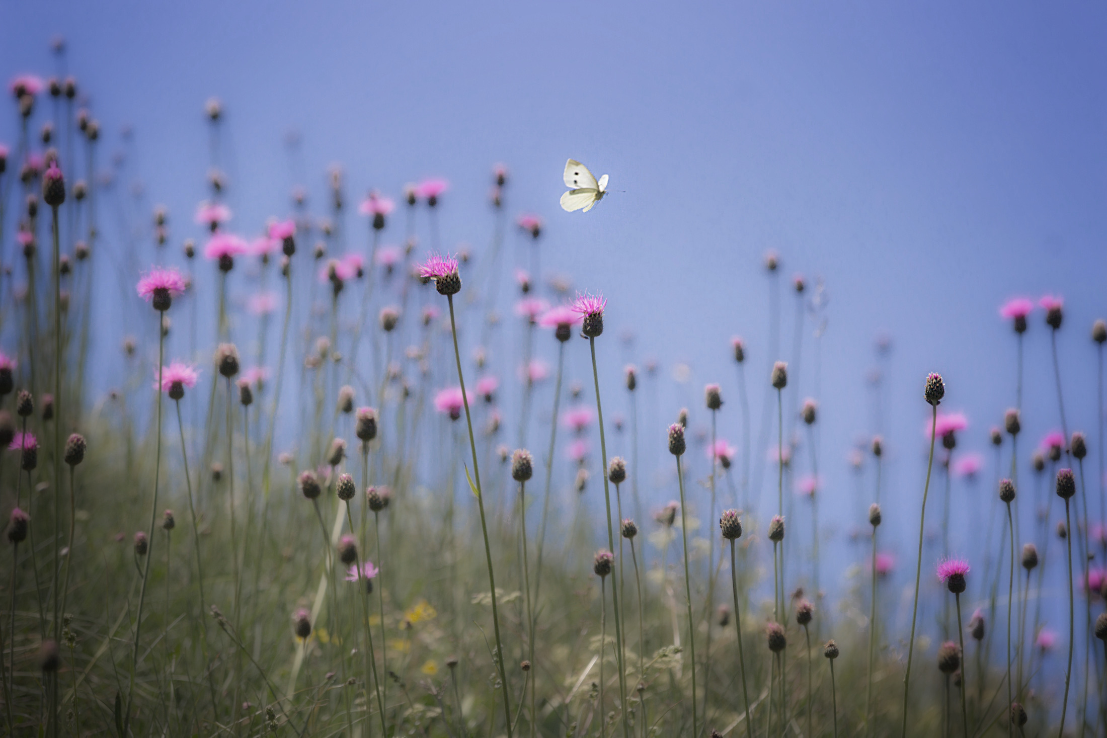 Lightnessly fluttering - Svolazzando con leggerezza