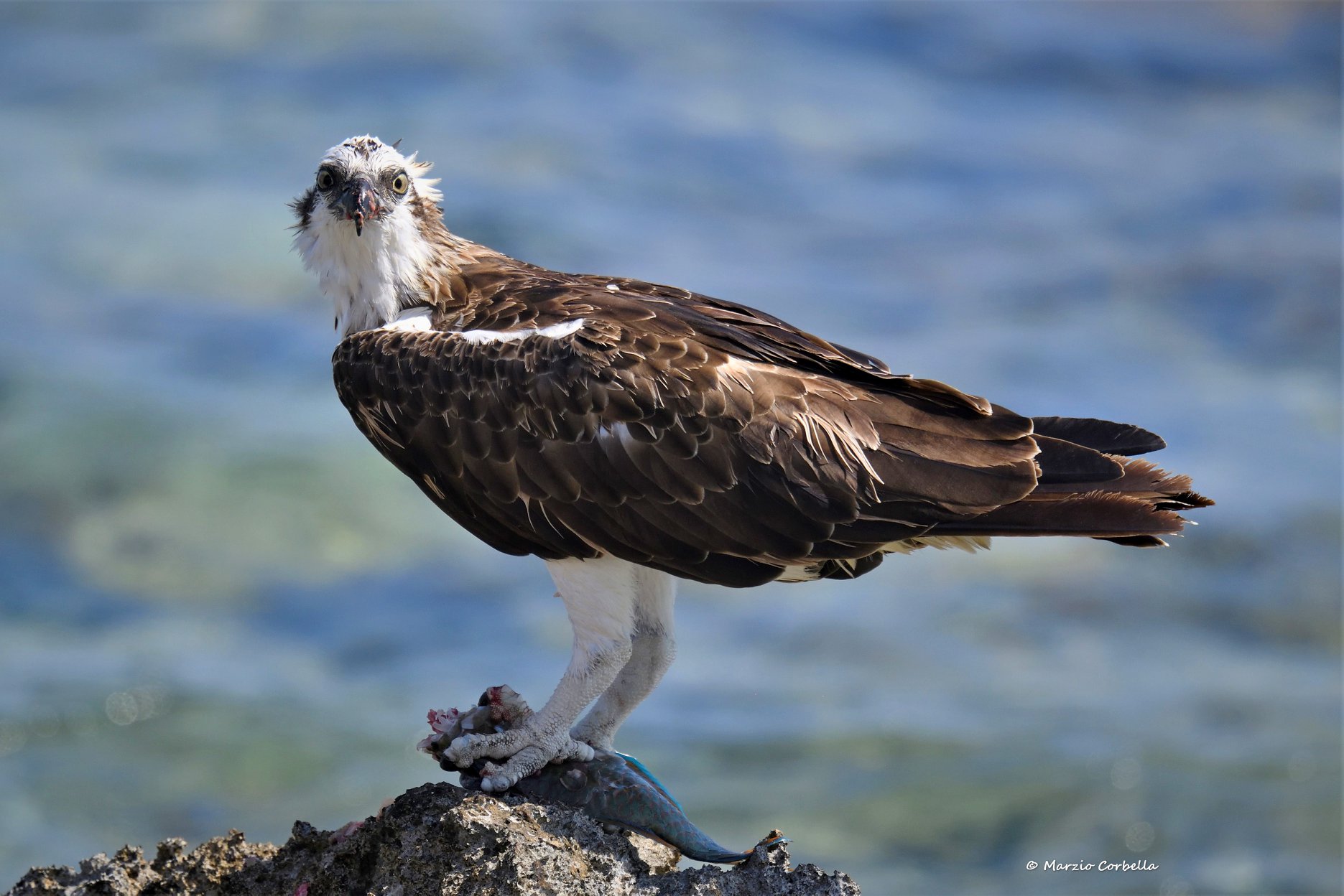 Osprey with prey