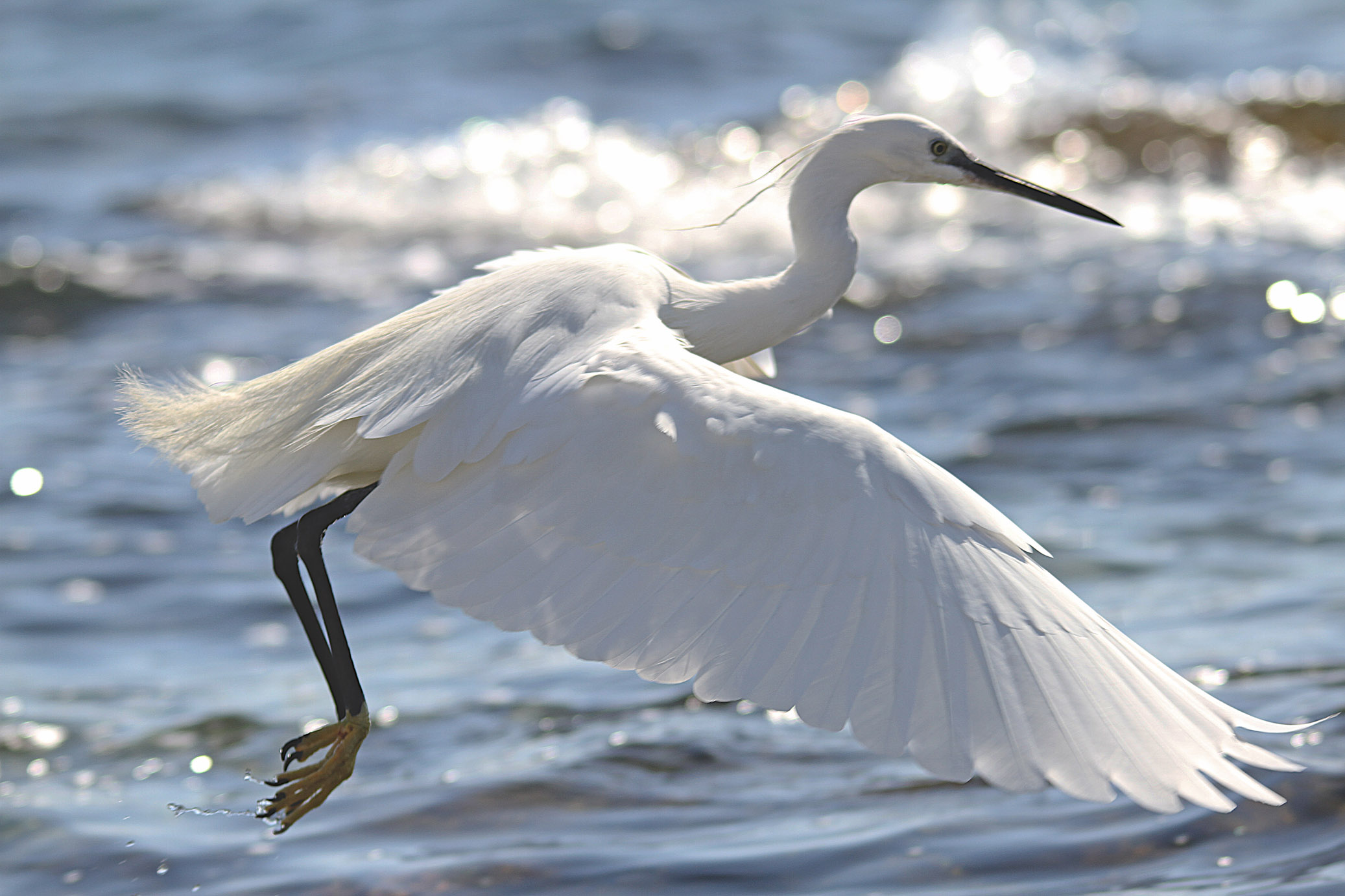 egrets