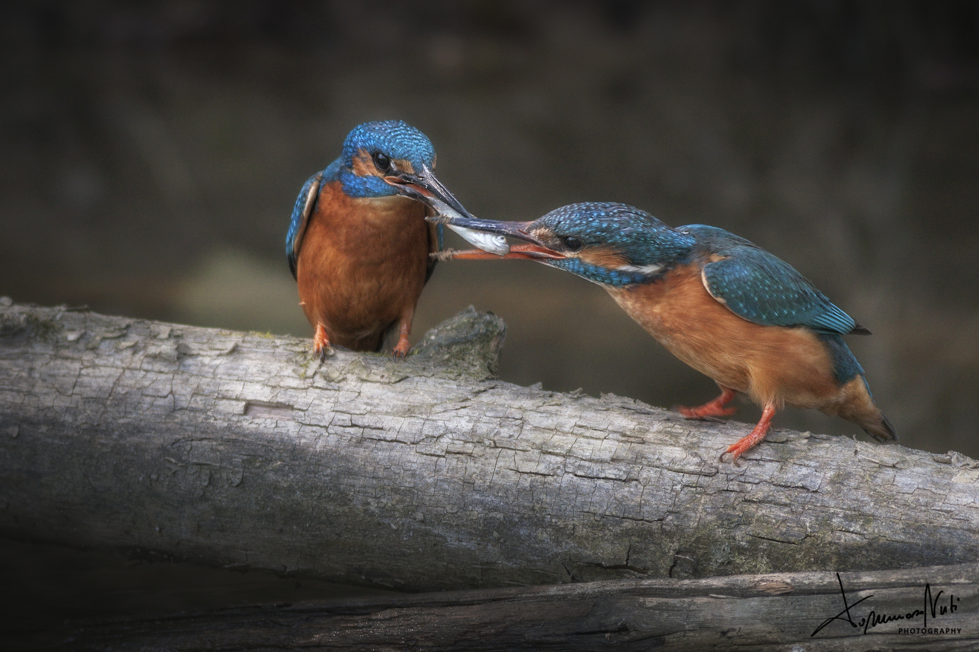 Martin Fisherman (Alcedo Attis)