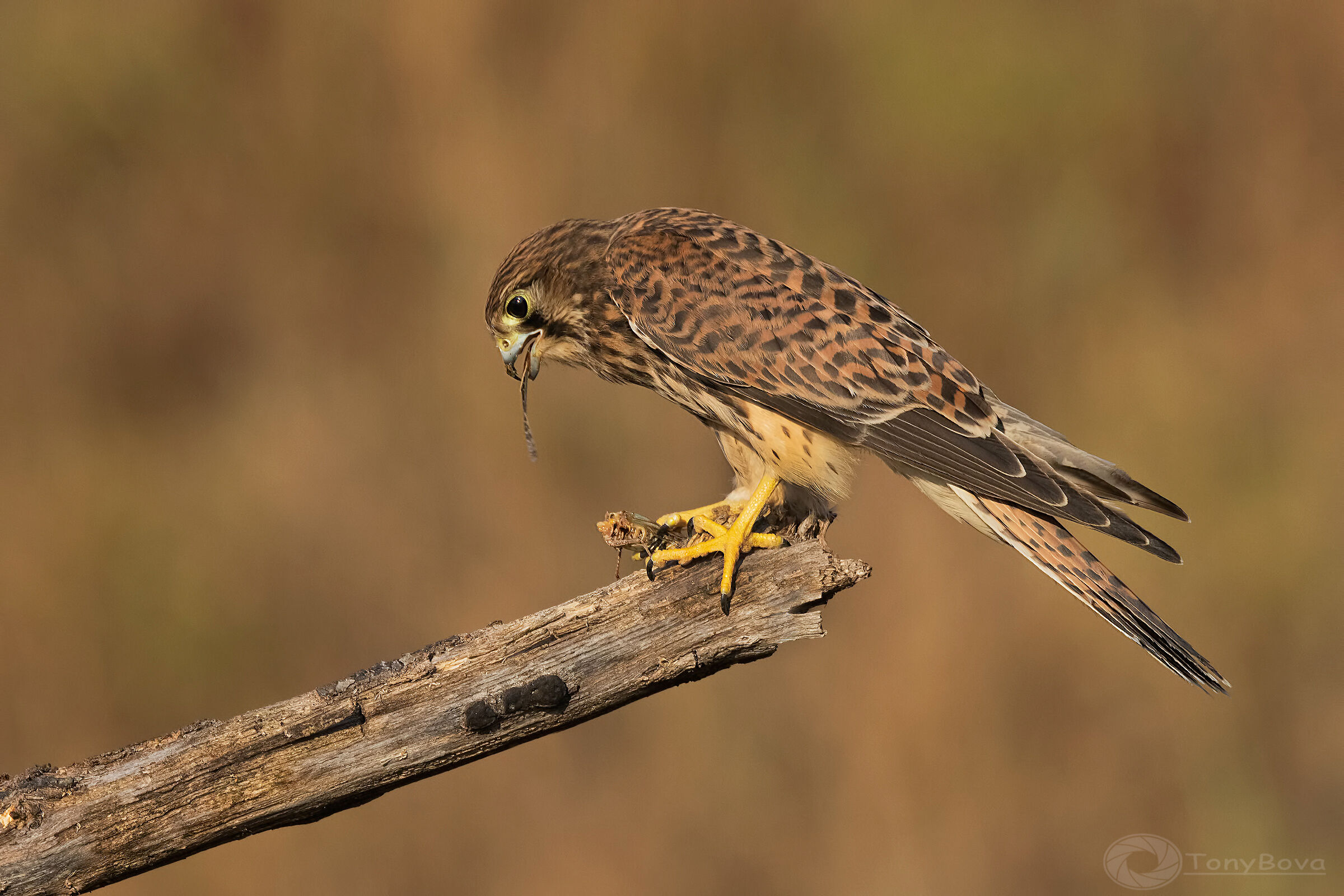 Gheppio con preda...