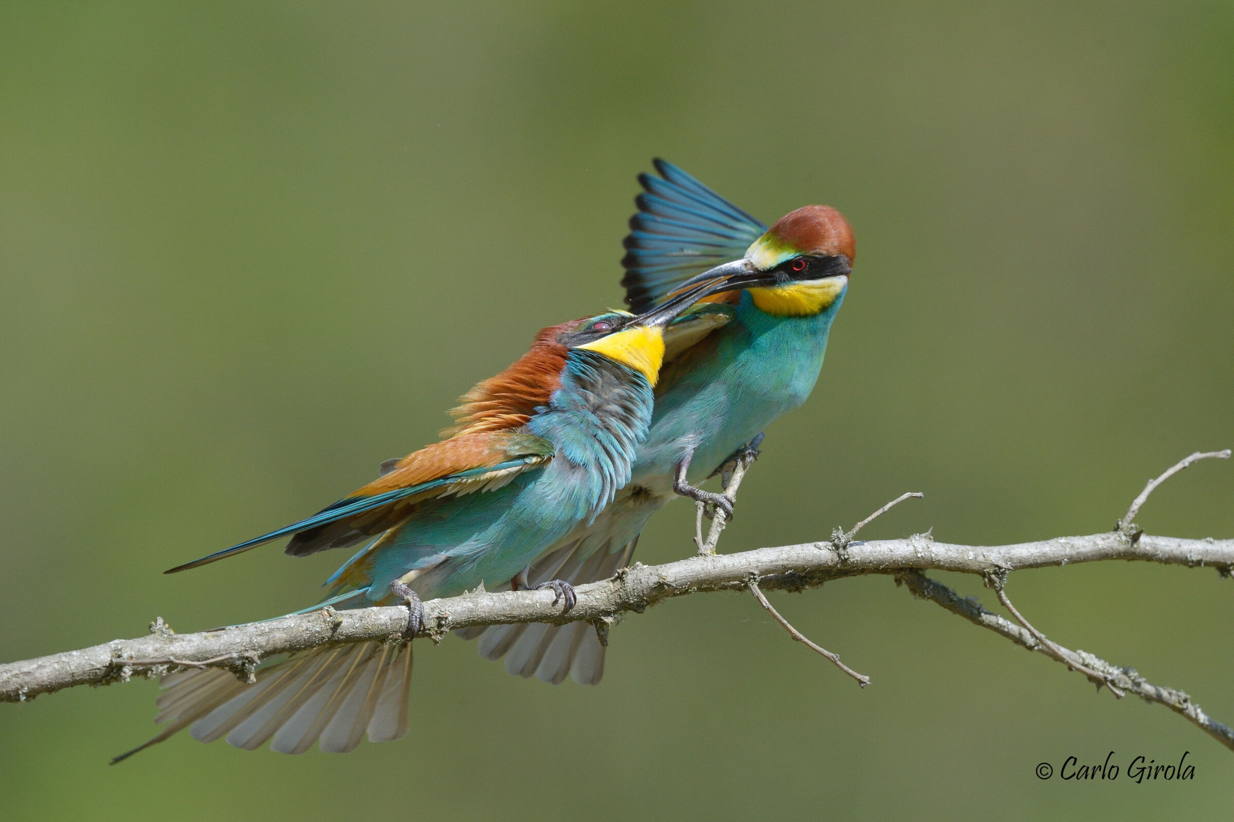 Gruccioni (Merops apiaster)