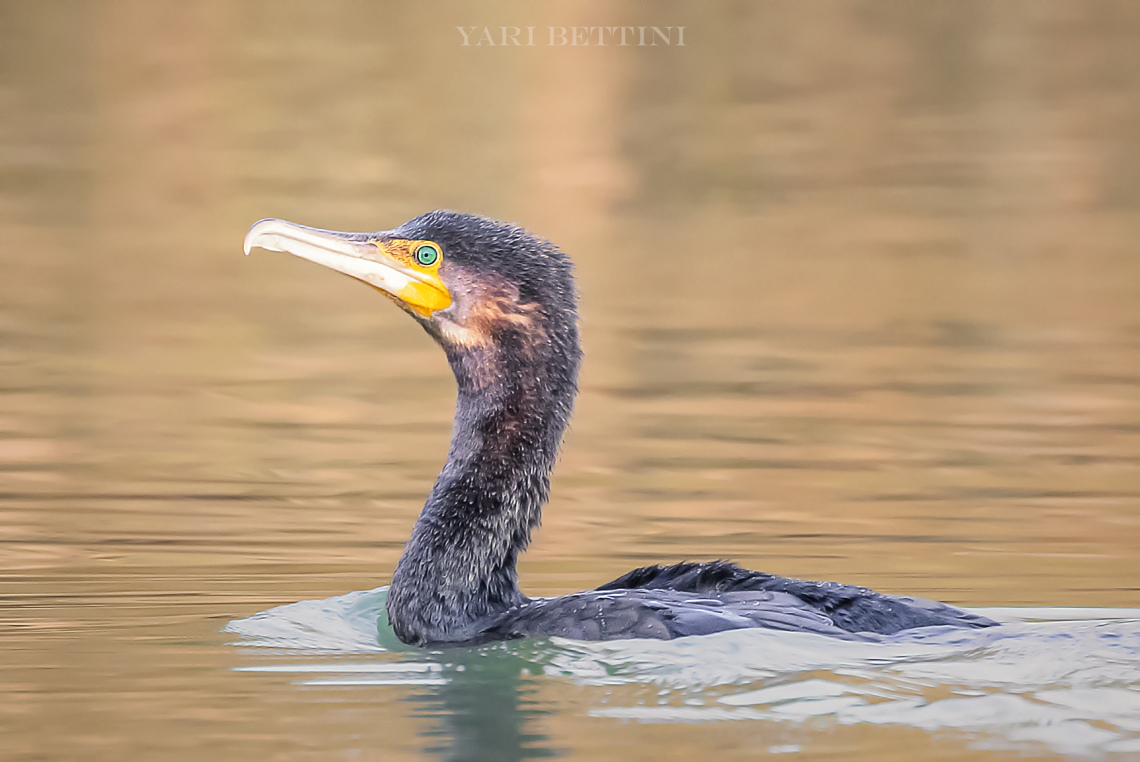 Phalacrocorax carbo (cormorano)