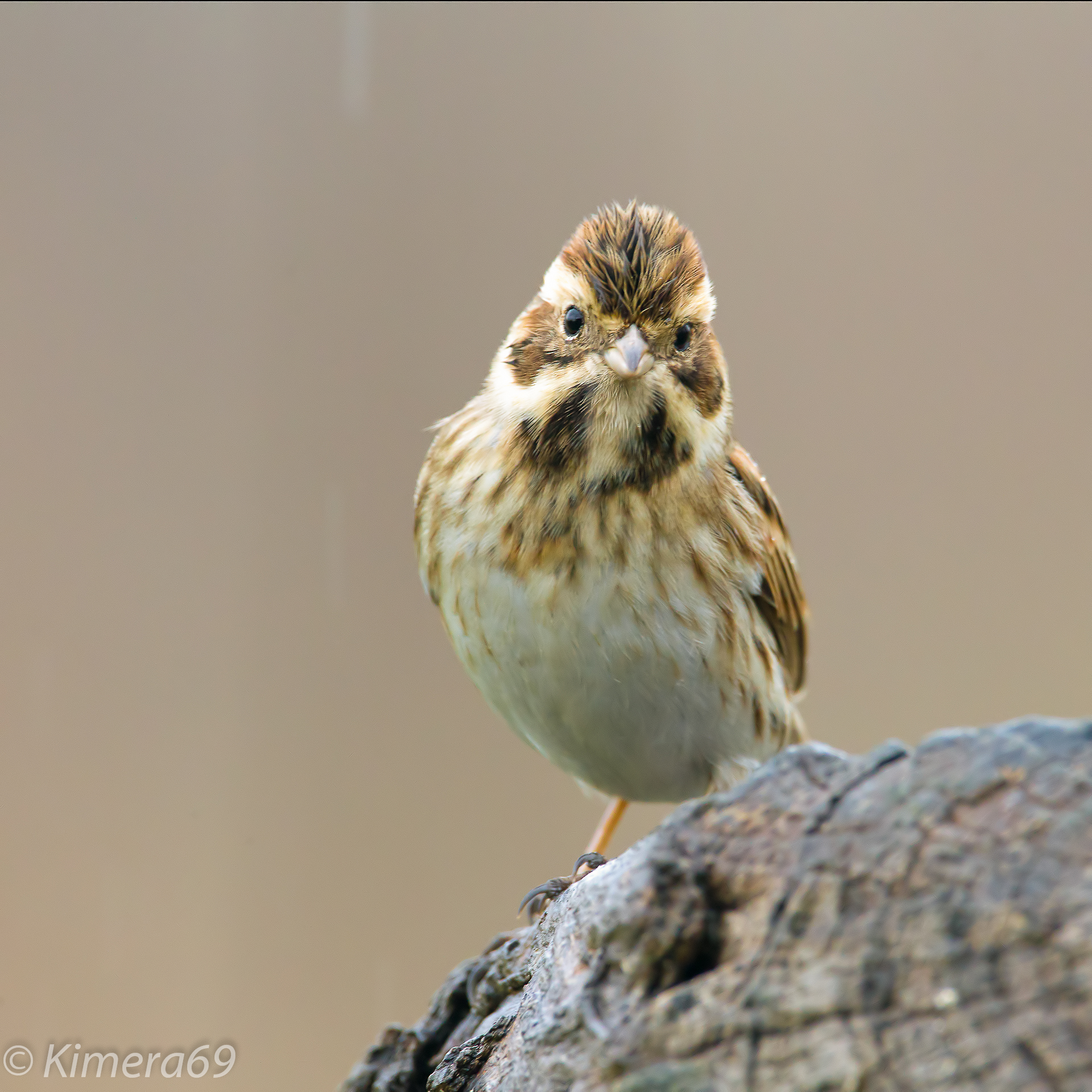 Emberiza schoeniclus - male -