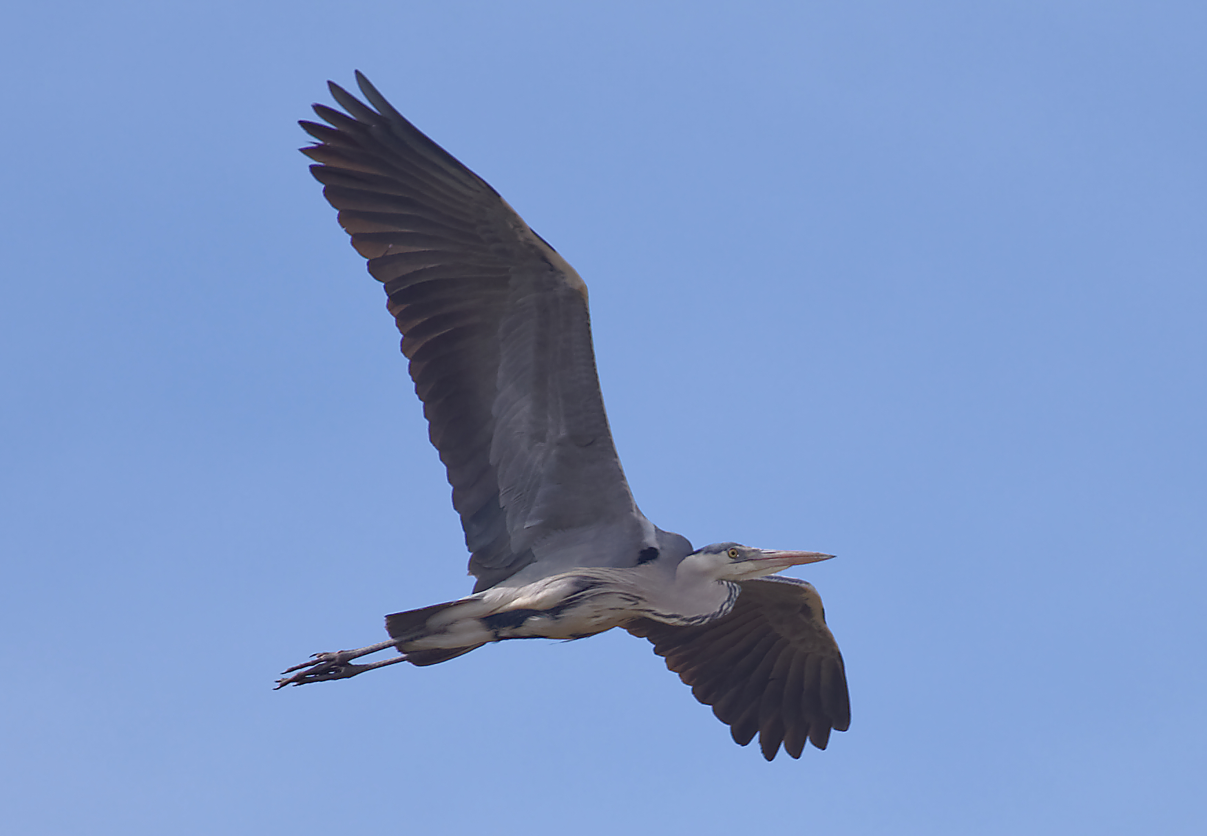Ash heron