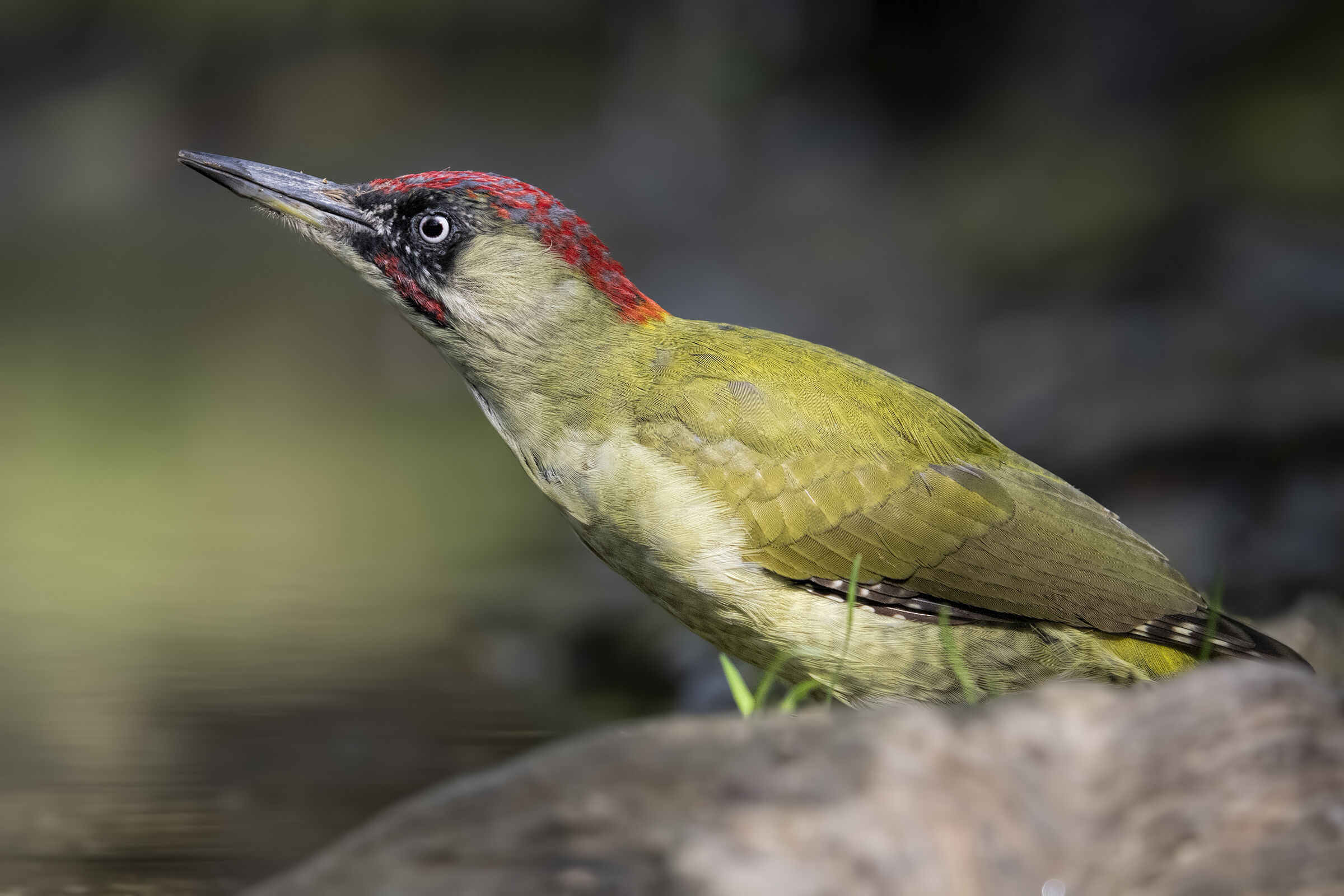 Green woodpecker