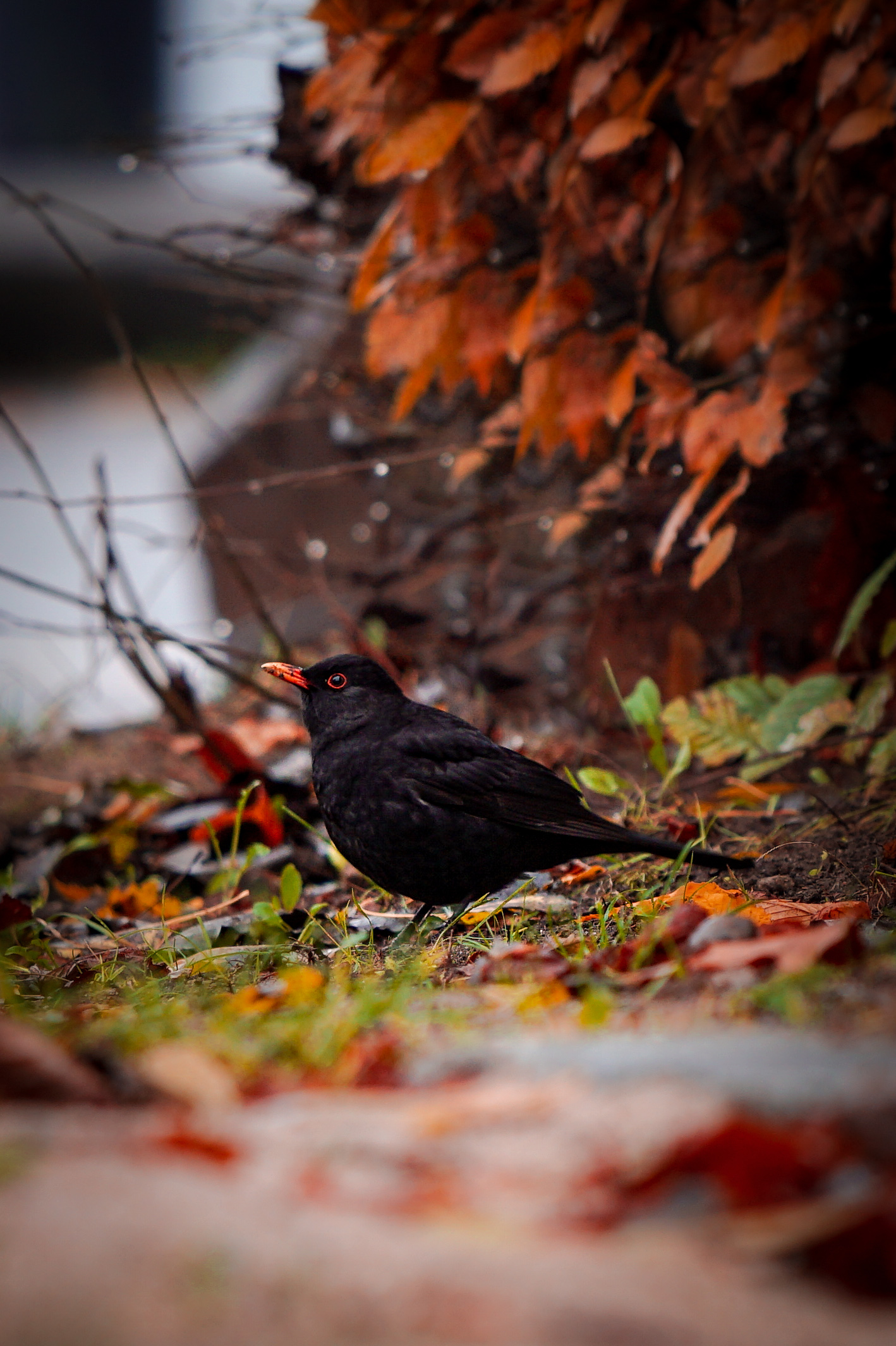 Autumn blackbird