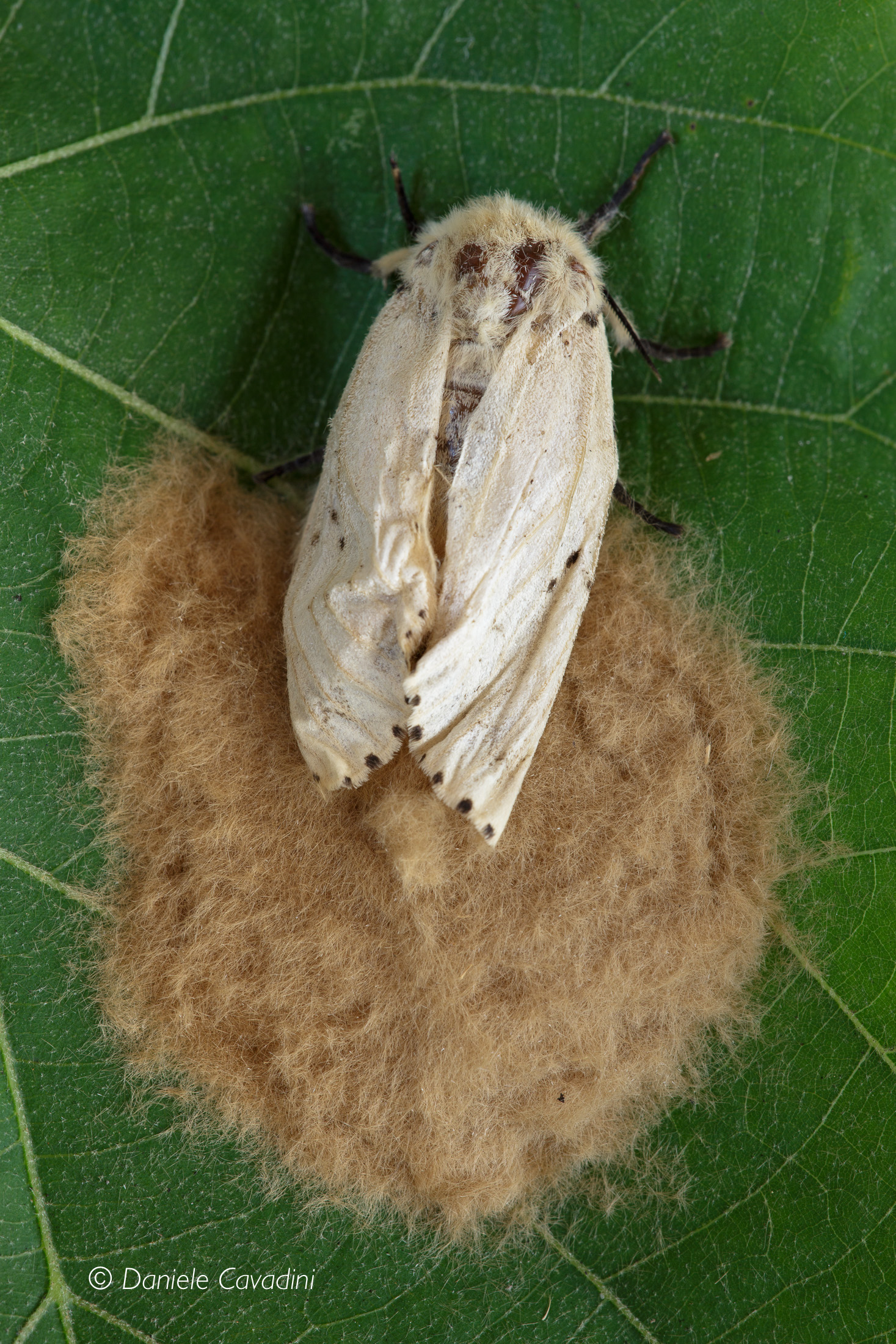 Lymantria dispar, Lepidoptera, Erebidae