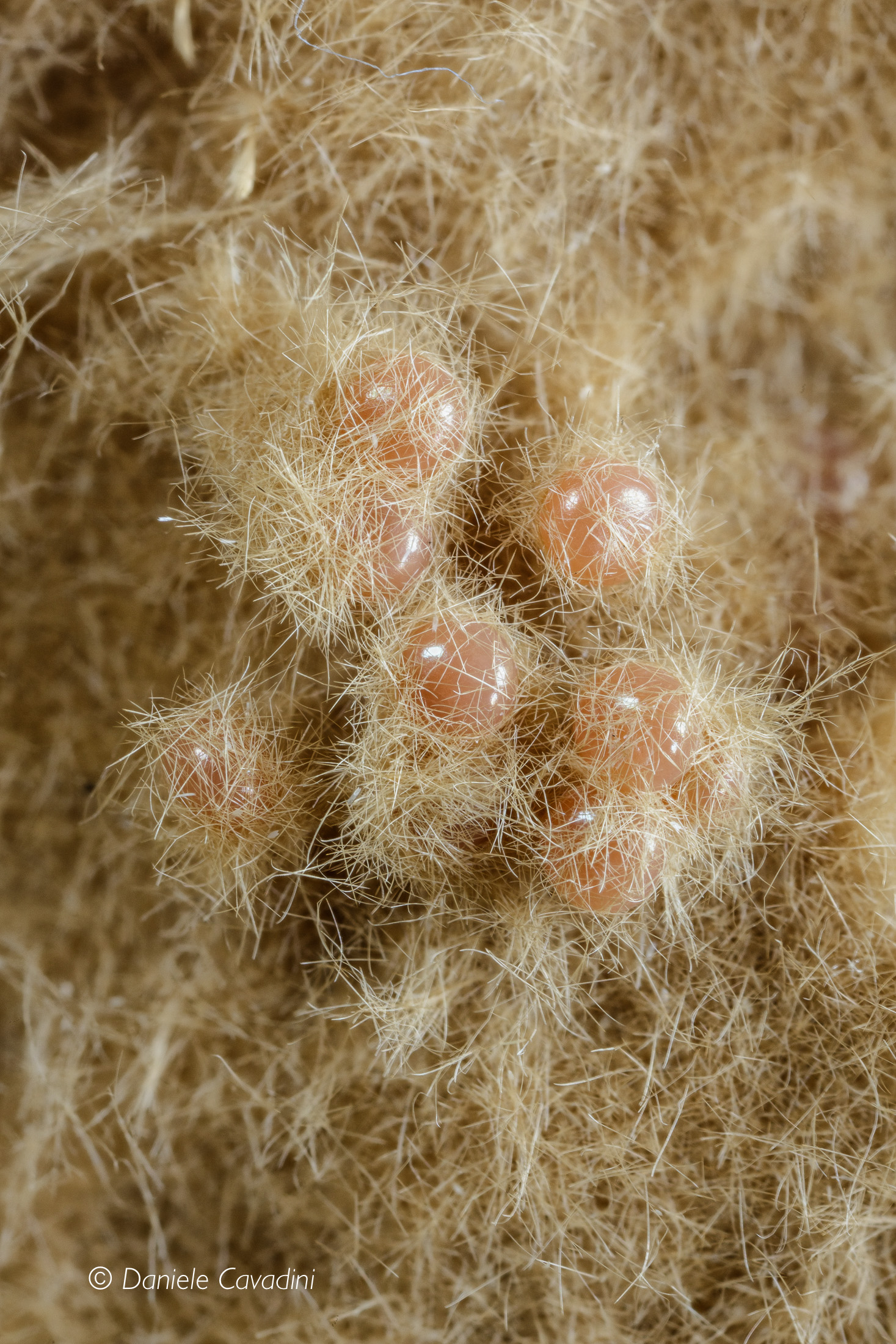 Lymantria dispar, Lepidoptera, Erebidae