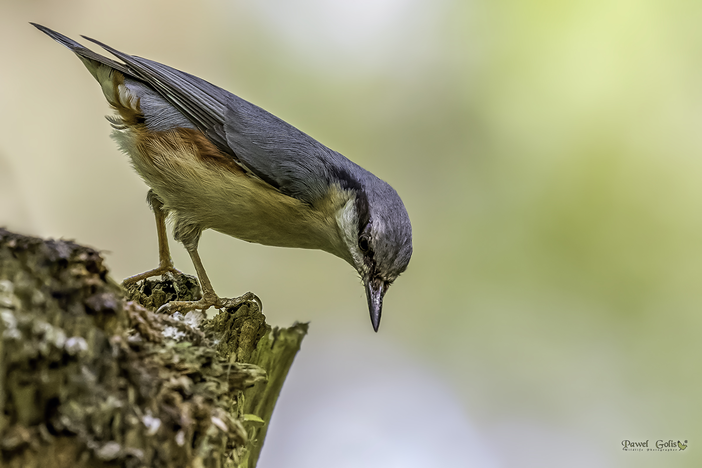 Nuthatch (Sitta europaea)