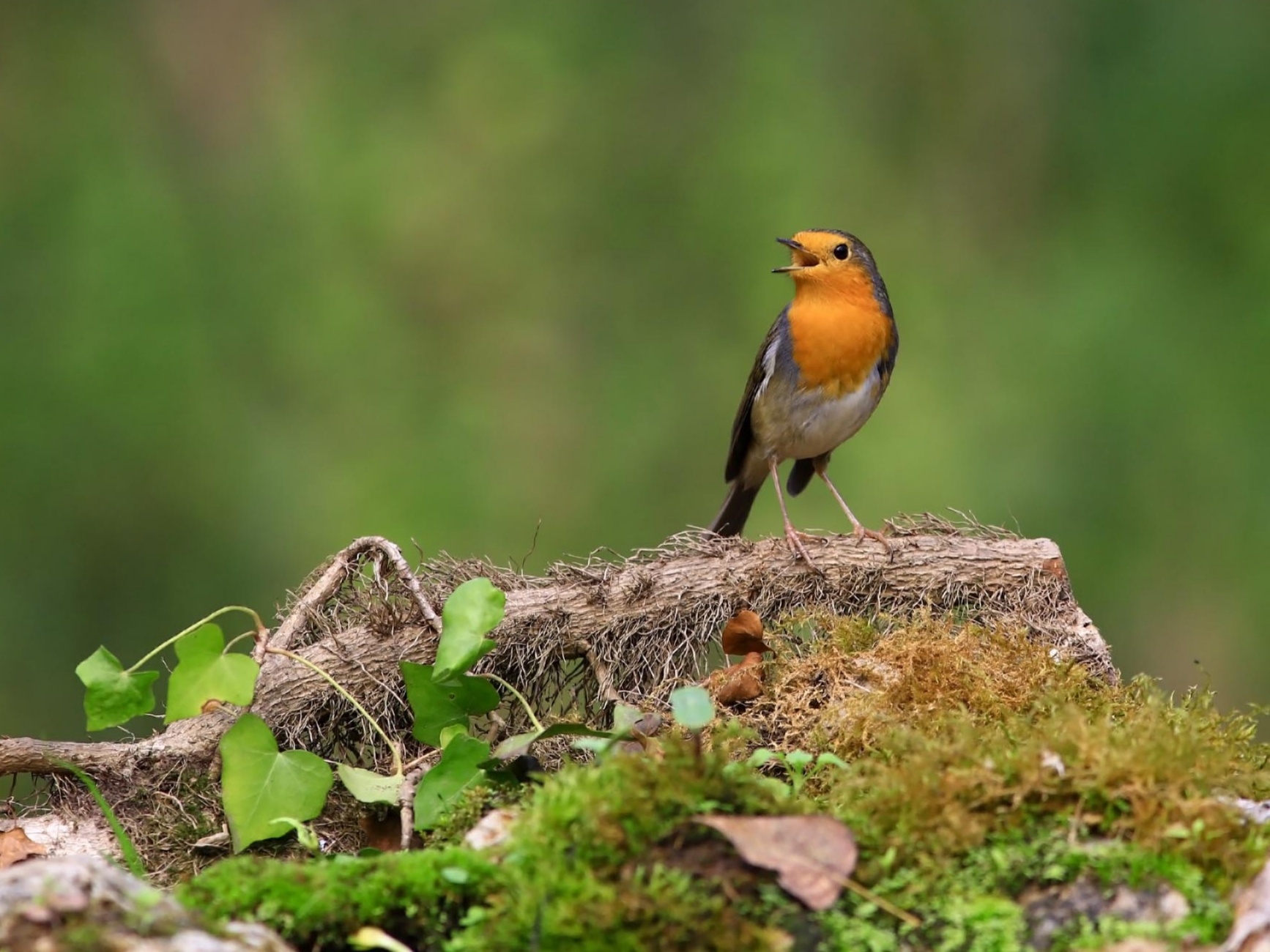 Fiero , impavido , cuor di .... LeonPettirosso